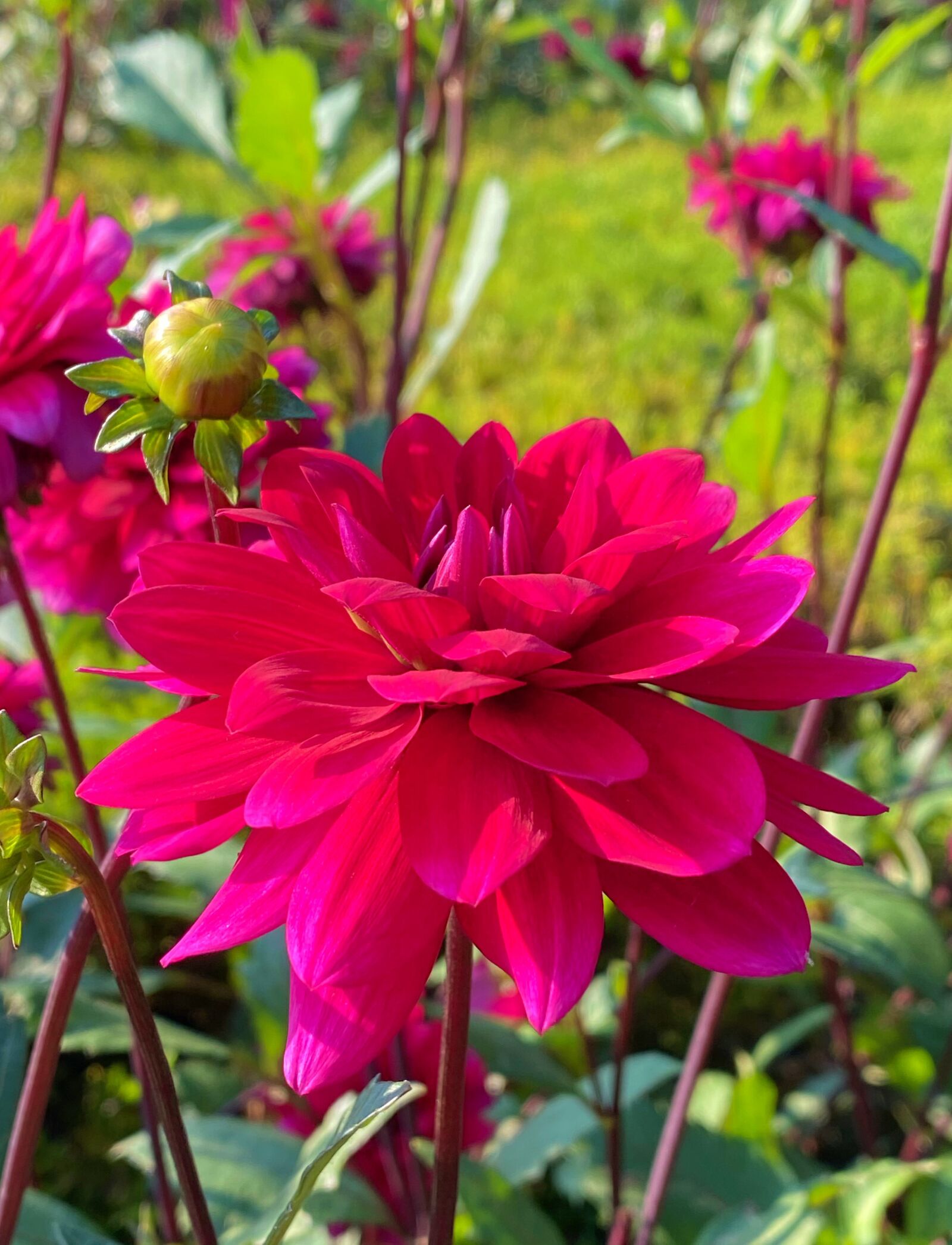 iPhone 11 Pro back triple camera 4.25mm f/1.8 sample photo. Pink, flower, love photography