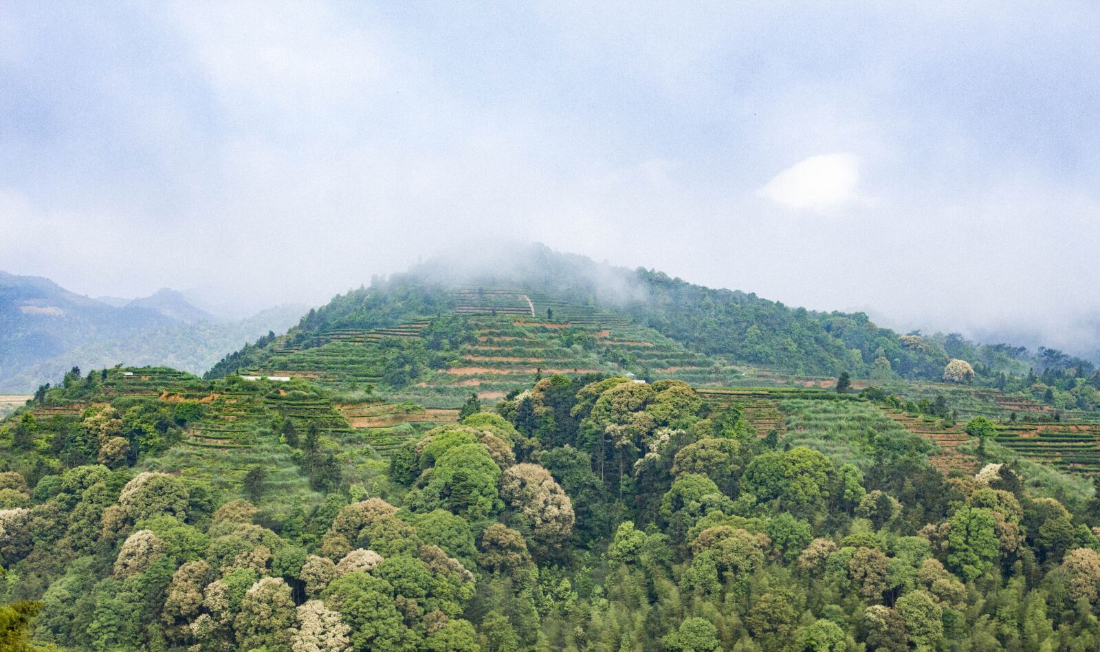 Canon EOS 650D (EOS Rebel T4i / EOS Kiss X6i) sample photo. Anxi tieguanyin tea, mountain photography