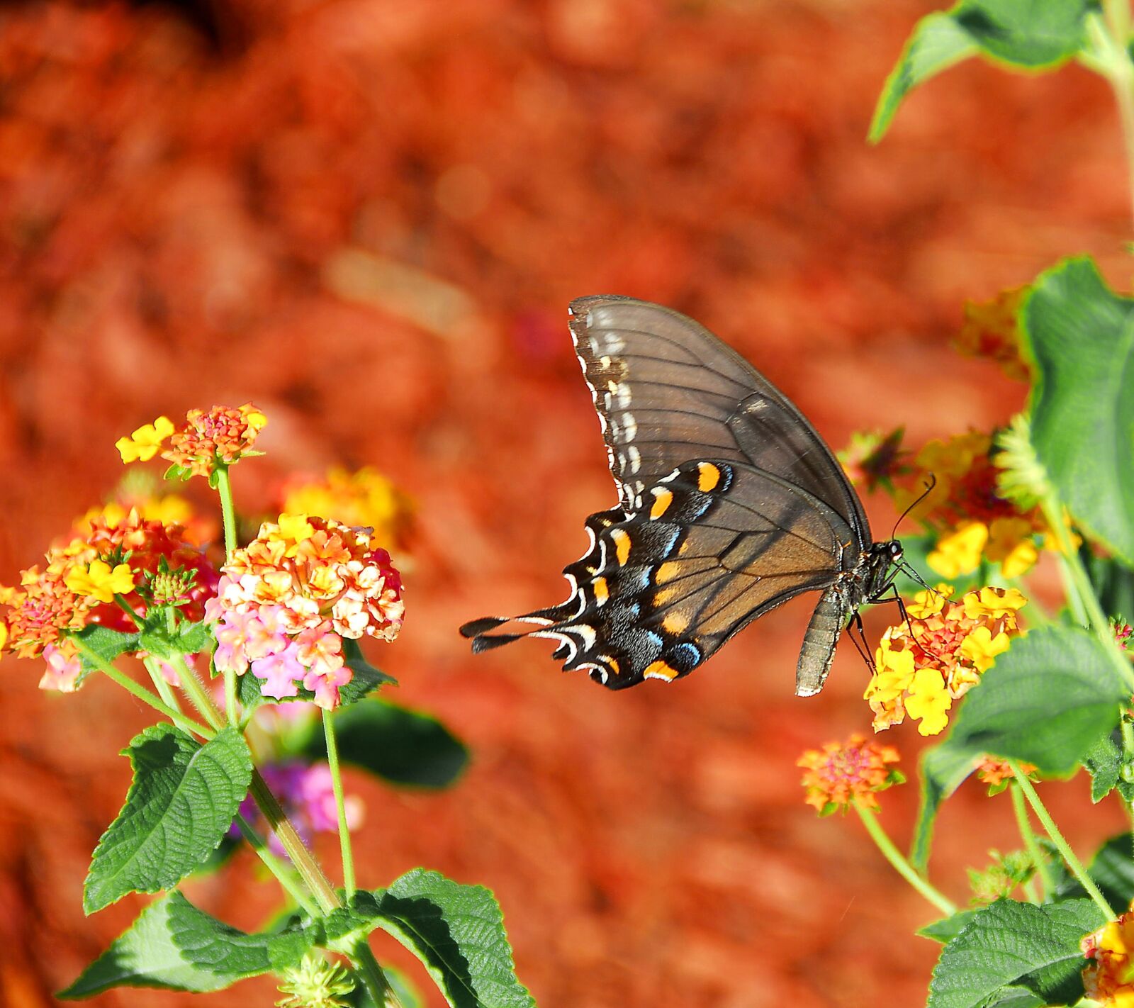 Nikon D200 sample photo. Vibrant colored, swallowtail butterfly photography