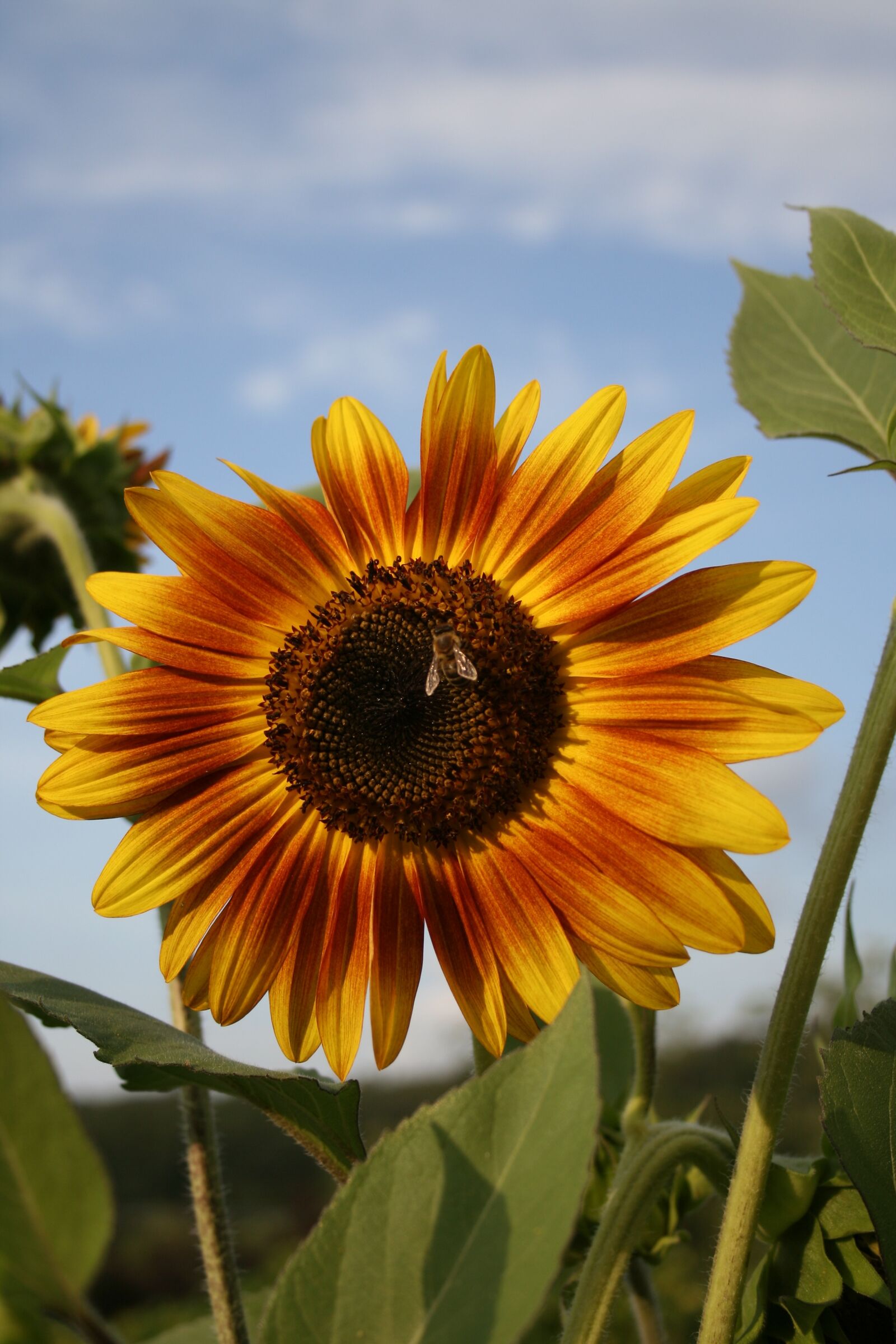 Canon EOS 350D (EOS Digital Rebel XT / EOS Kiss Digital N) sample photo. Sunflower, bee, flower photography