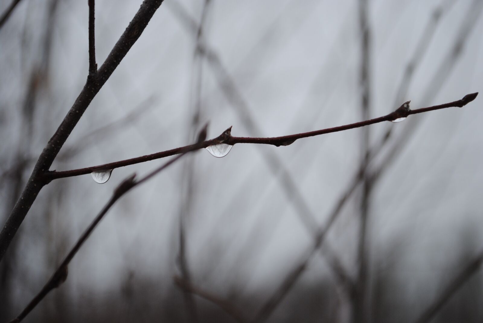 Nikon D3000 sample photo. Forest, trees, forests photography
