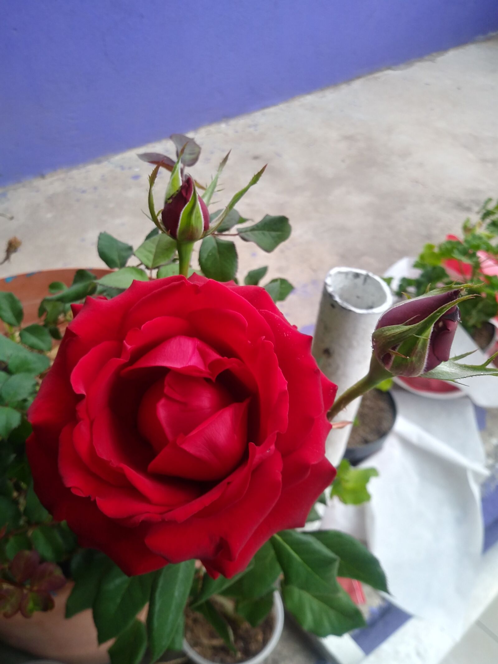 LG Q6 sample photo. Flower, rosa, red photography