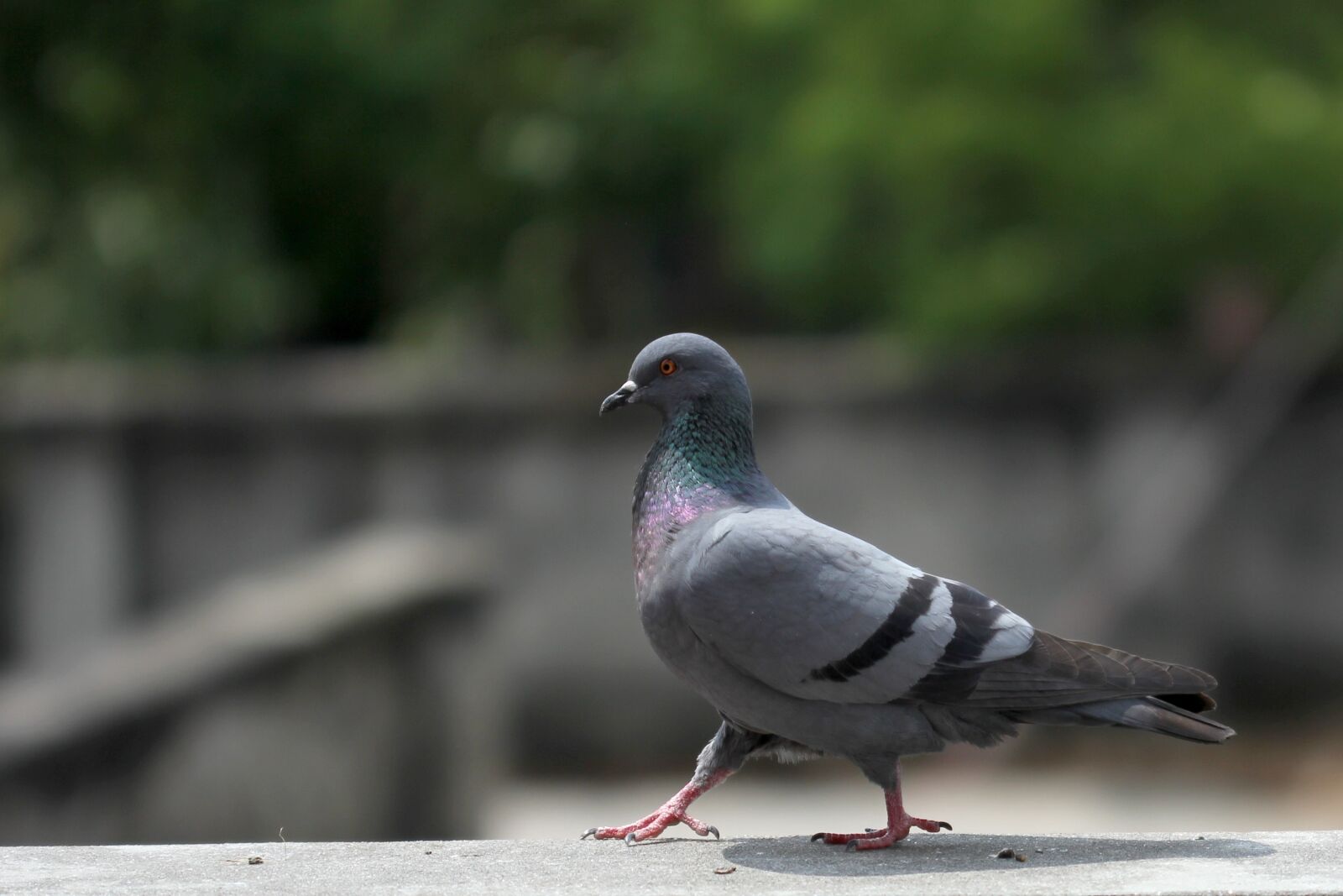Canon EOS 550D (EOS Rebel T2i / EOS Kiss X4) sample photo. Pigeon, walk, pride photography