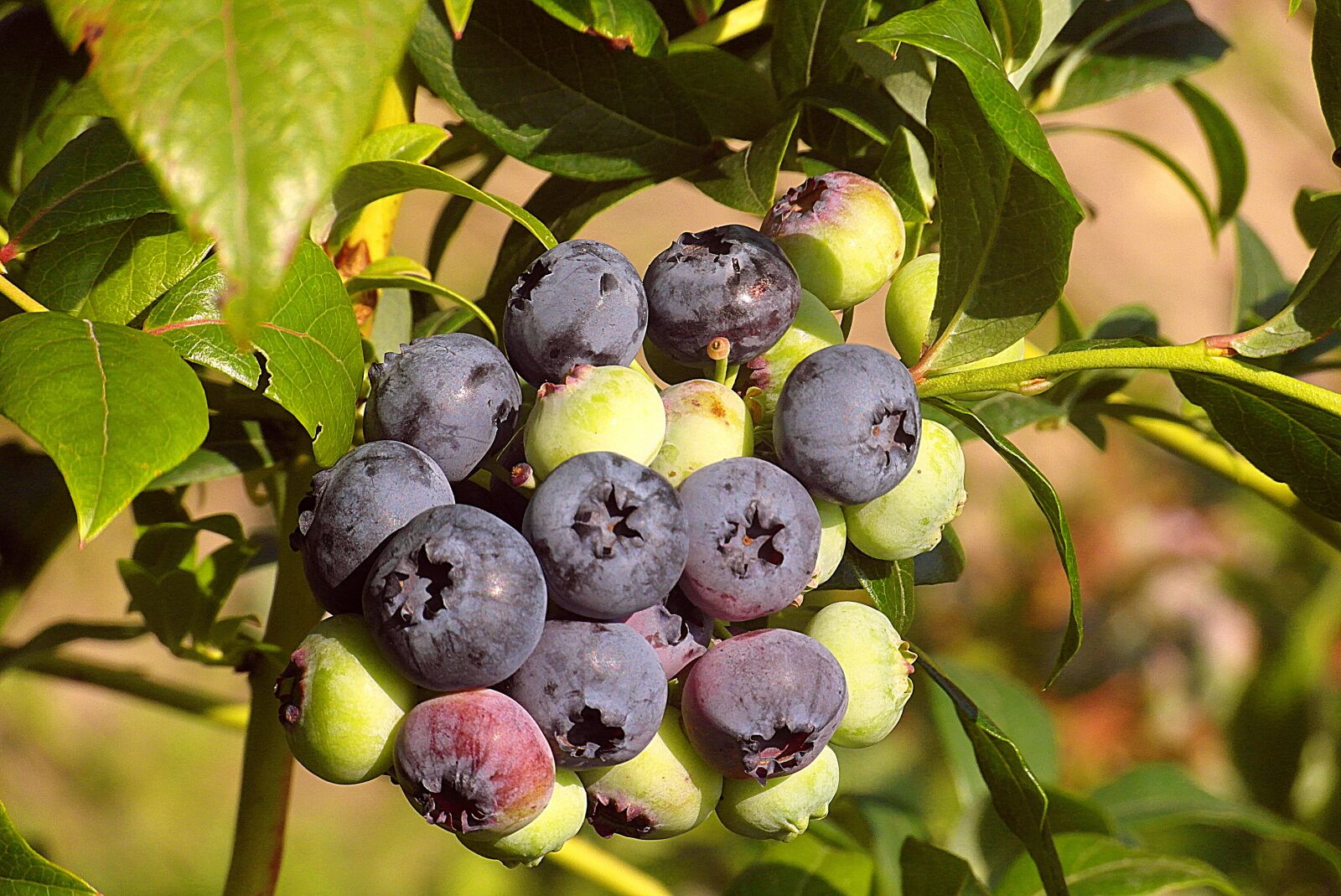 Samsung WB750 sample photo. Blueberries, fruit, berries photography