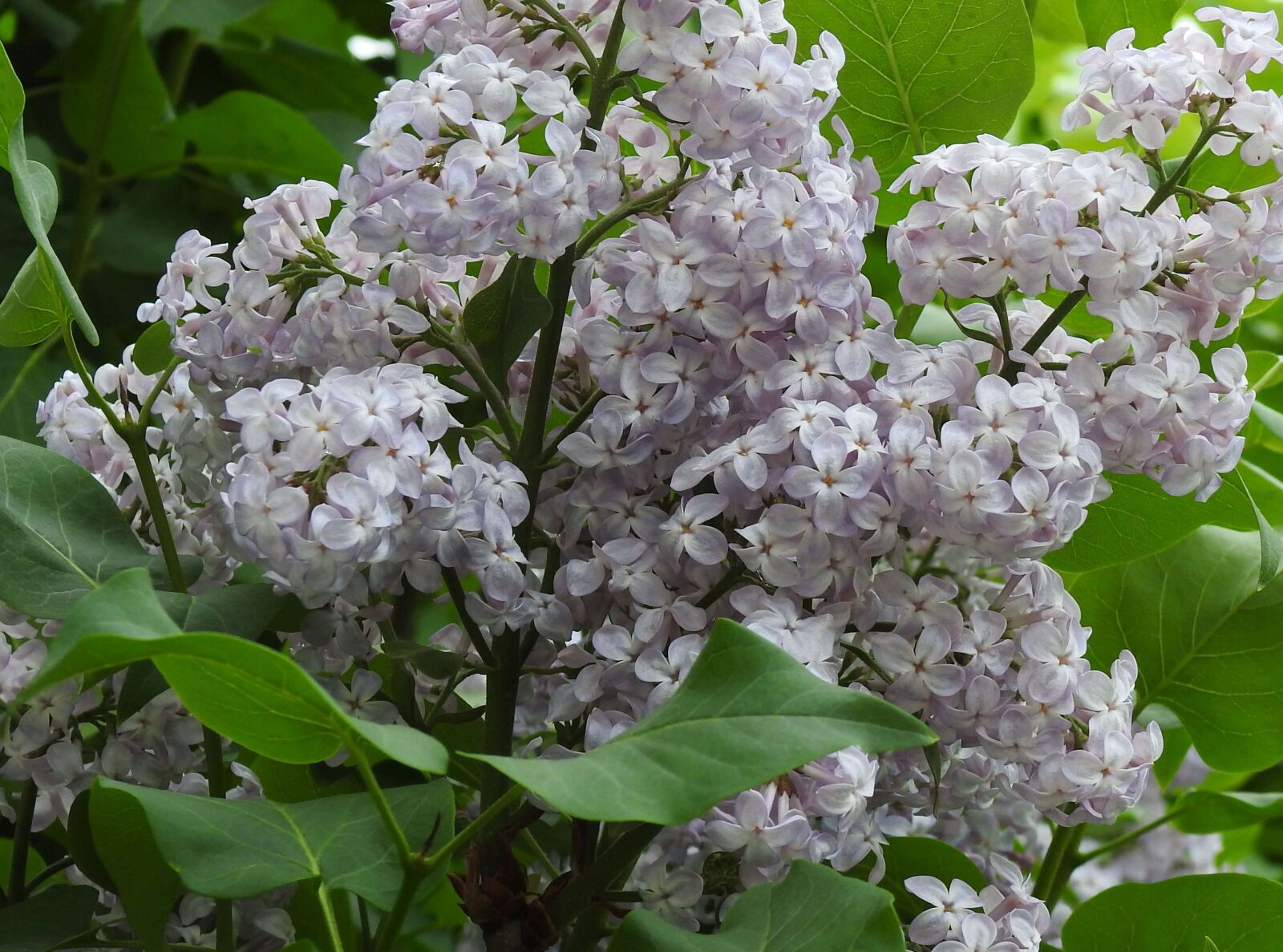 Nikon Coolpix P900 sample photo. Common lilac, purple lilac photography