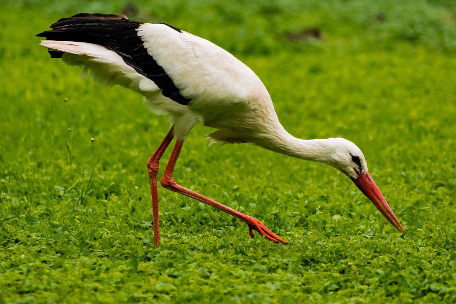 Nikon D7200 sample photo. Stork, green, nature photography