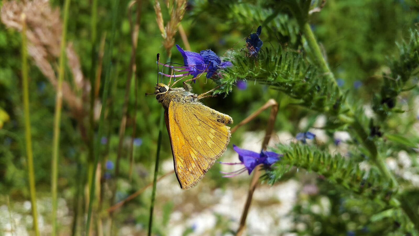 Samsung Galaxy Alpha sample photo. Butterfly, grasses, grass photography