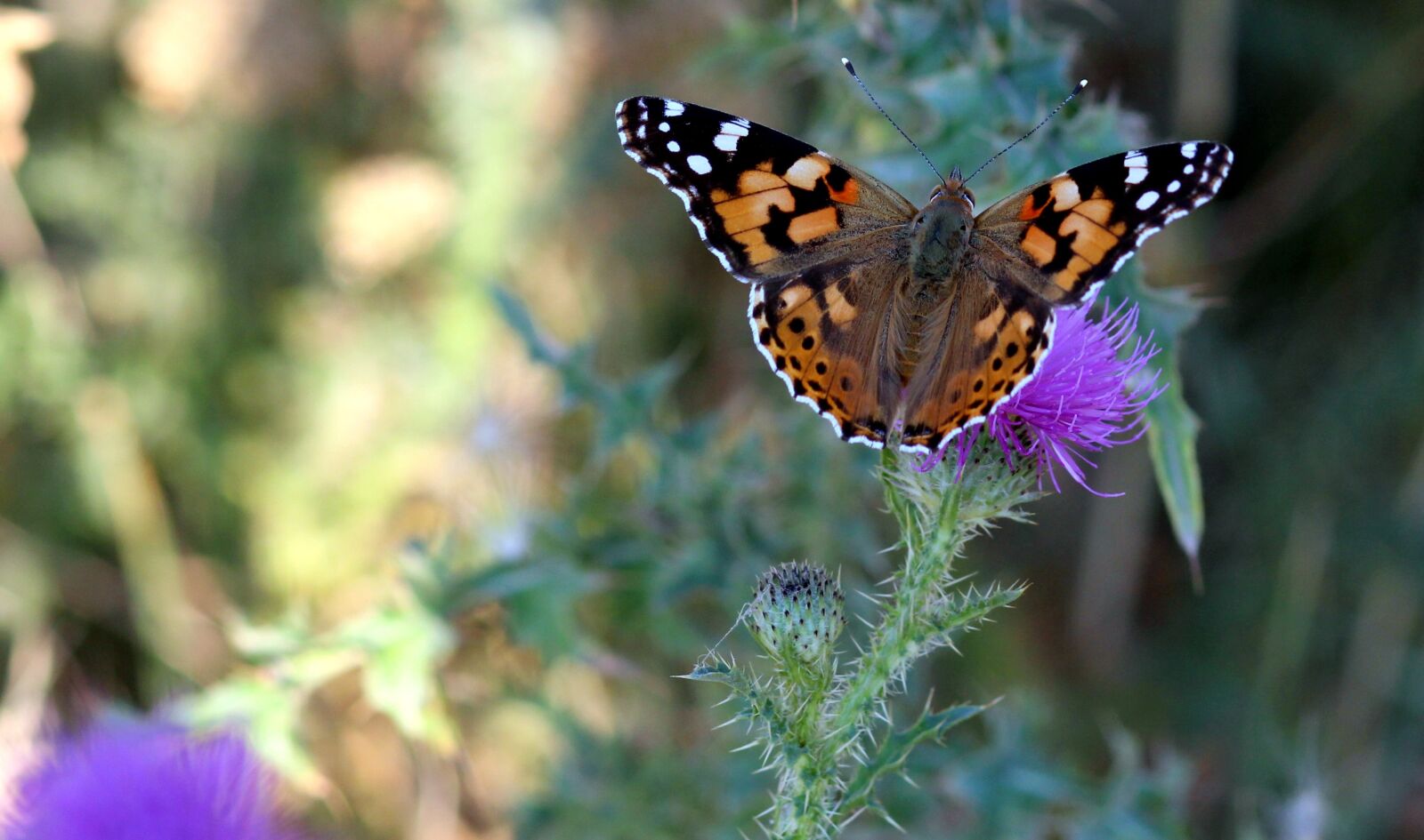 Canon EOS 700D (EOS Rebel T5i / EOS Kiss X7i) + Canon EF 85mm F1.8 USM sample photo. Butterflies, insects, plants photography