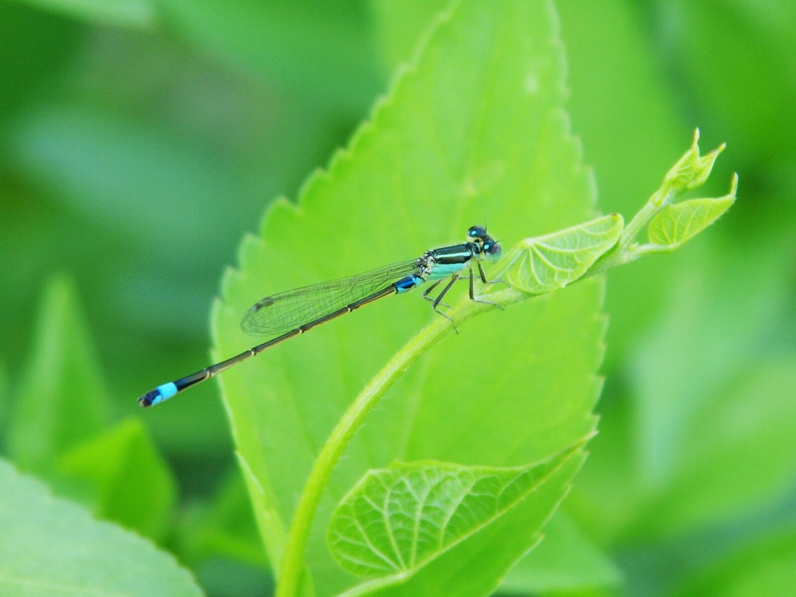 Olympus PEN E-P2 sample photo. Damselfly, green leaves, little photography