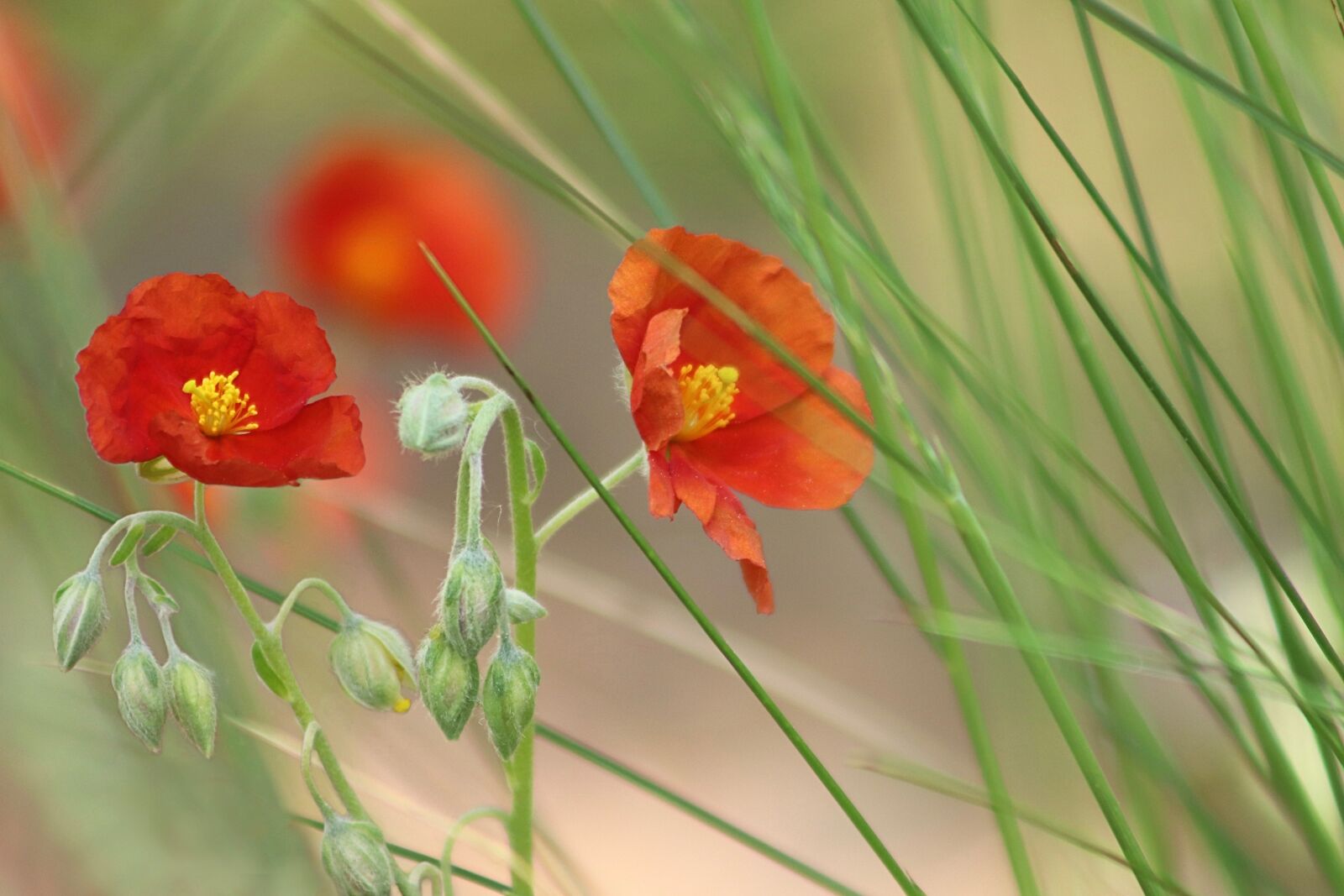 Canon EOS 800D (EOS Rebel T7i / EOS Kiss X9i) sample photo. Brown, helianthemum, rock rose photography