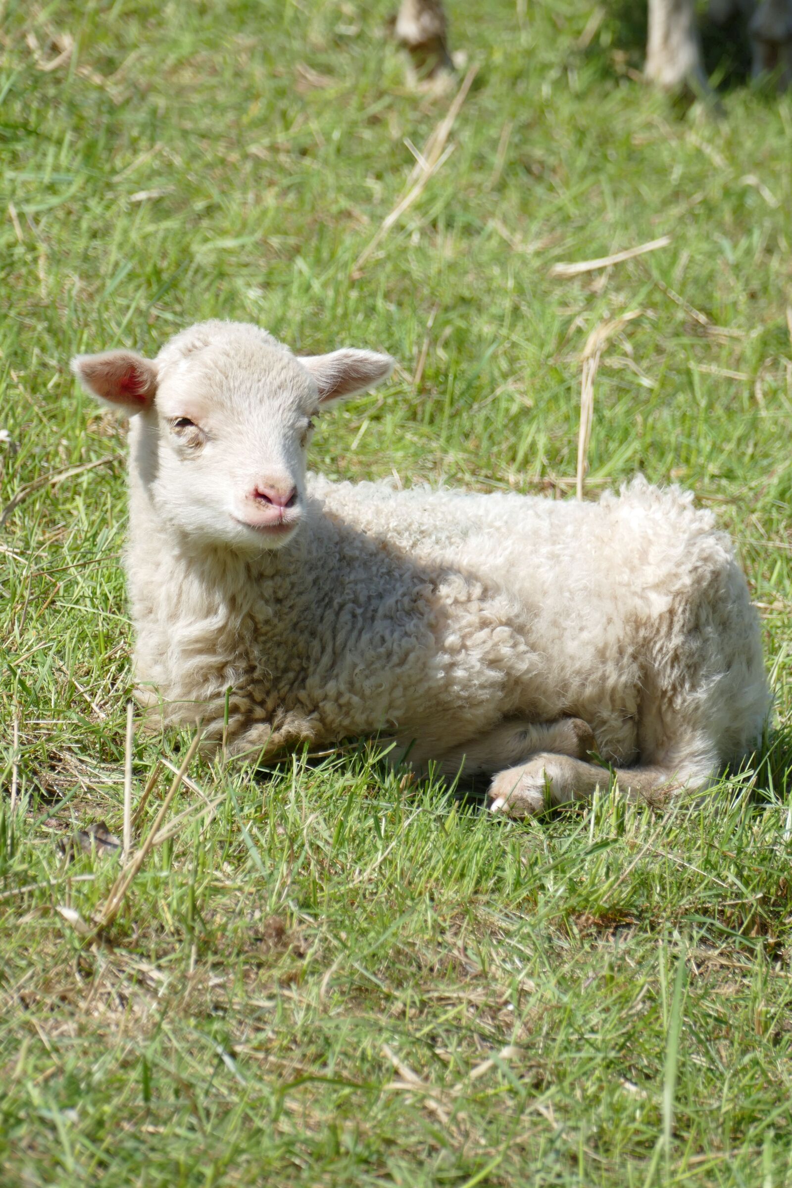 Panasonic Lumix DMC-FZ1000 sample photo. Sheep, lamb, farm photography