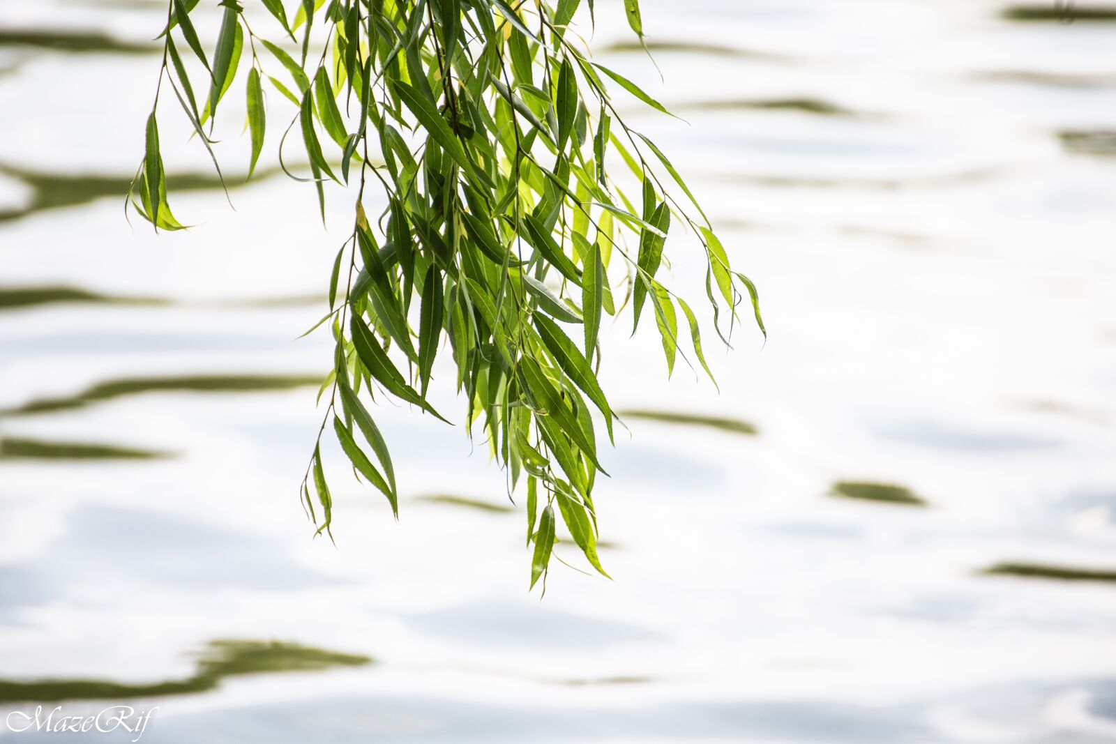 Canon EOS 6D sample photo. Park, bucuresti, nature photography