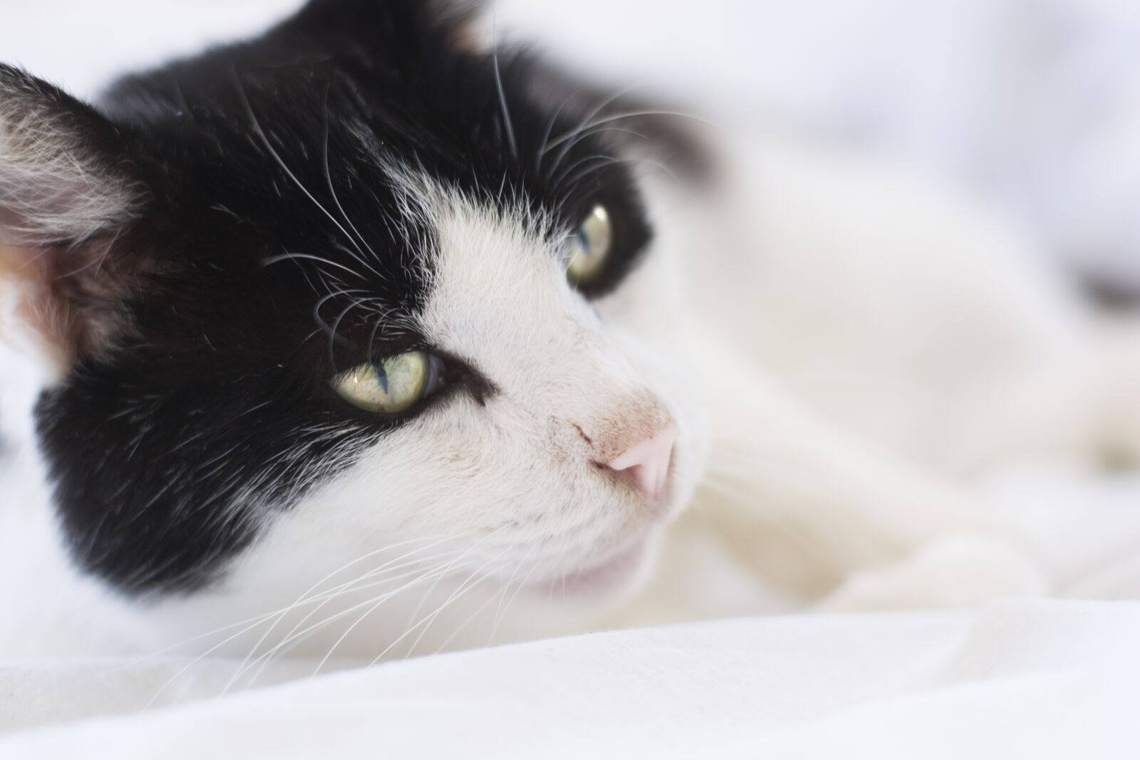 Nikon D5200 sample photo. Cat, soft, animal photography