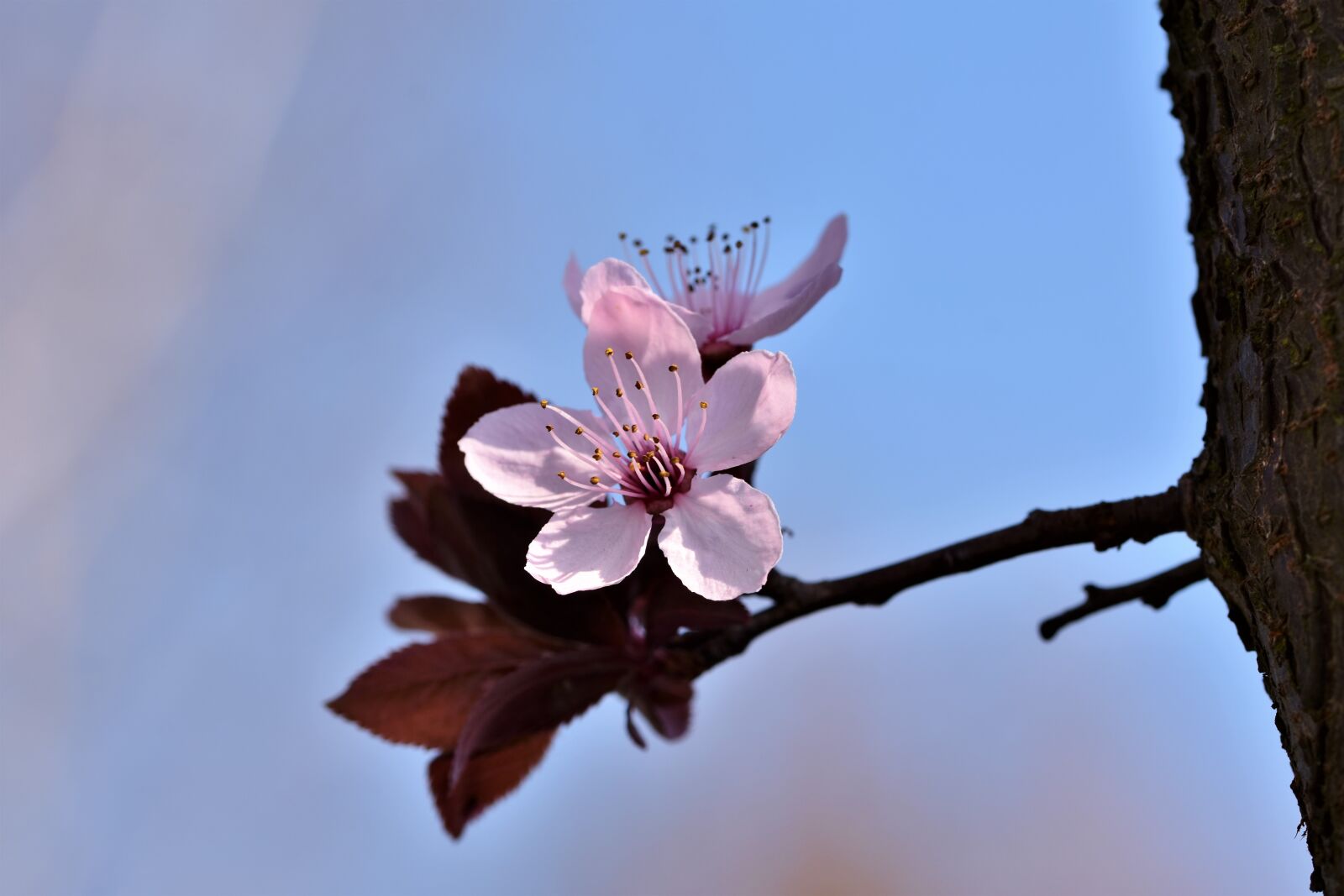 Nikon D7200 sample photo. Ornamental cherry, cherry blossoms photography