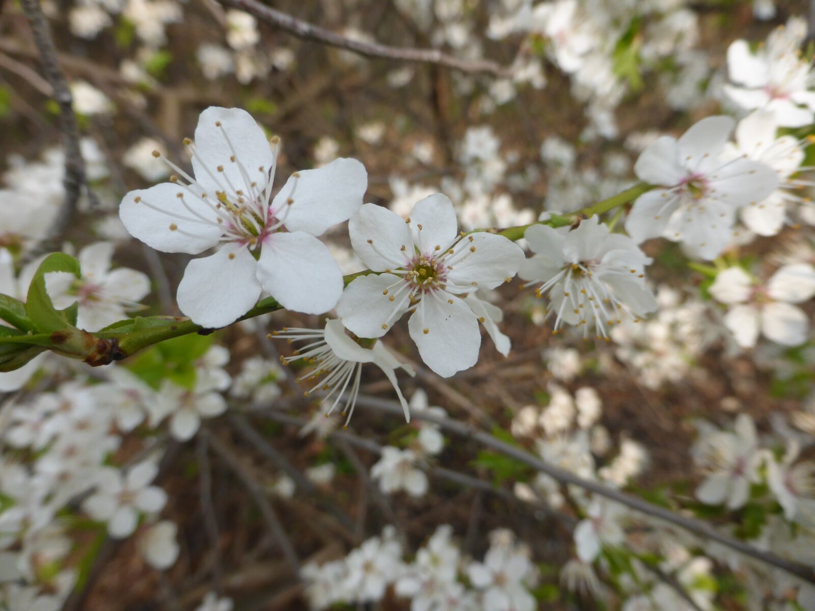 Panasonic Lumix DMC-ZS30 (Lumix DMC-TZ40) sample photo. Flowers, white, macro photography