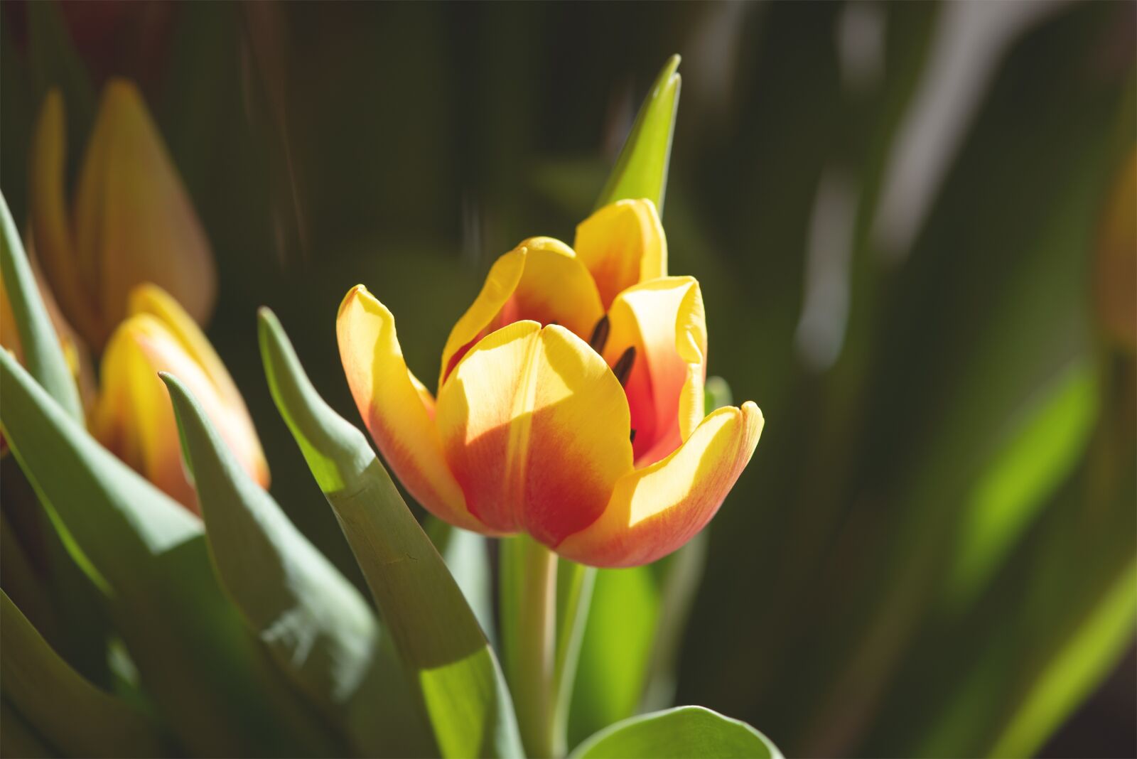 Nikon D750 sample photo. Flower, blossom, bloom photography