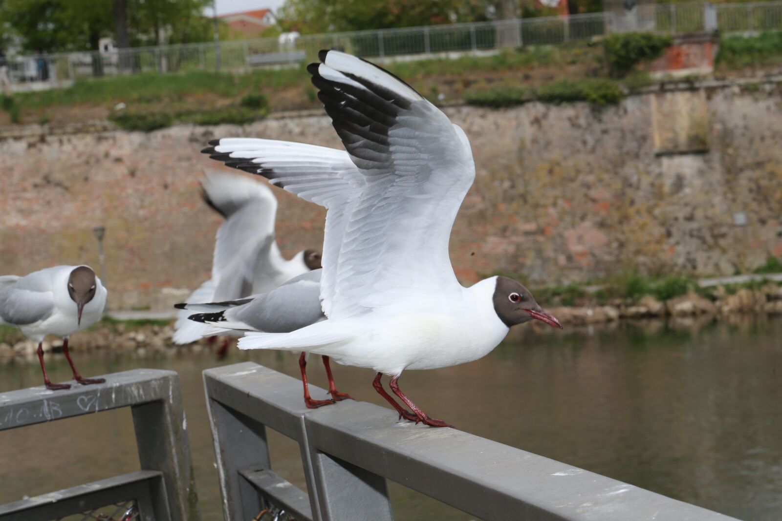 Canon EF 100mm F2.8L Macro IS USM sample photo. Seagull, ulm, danube photography
