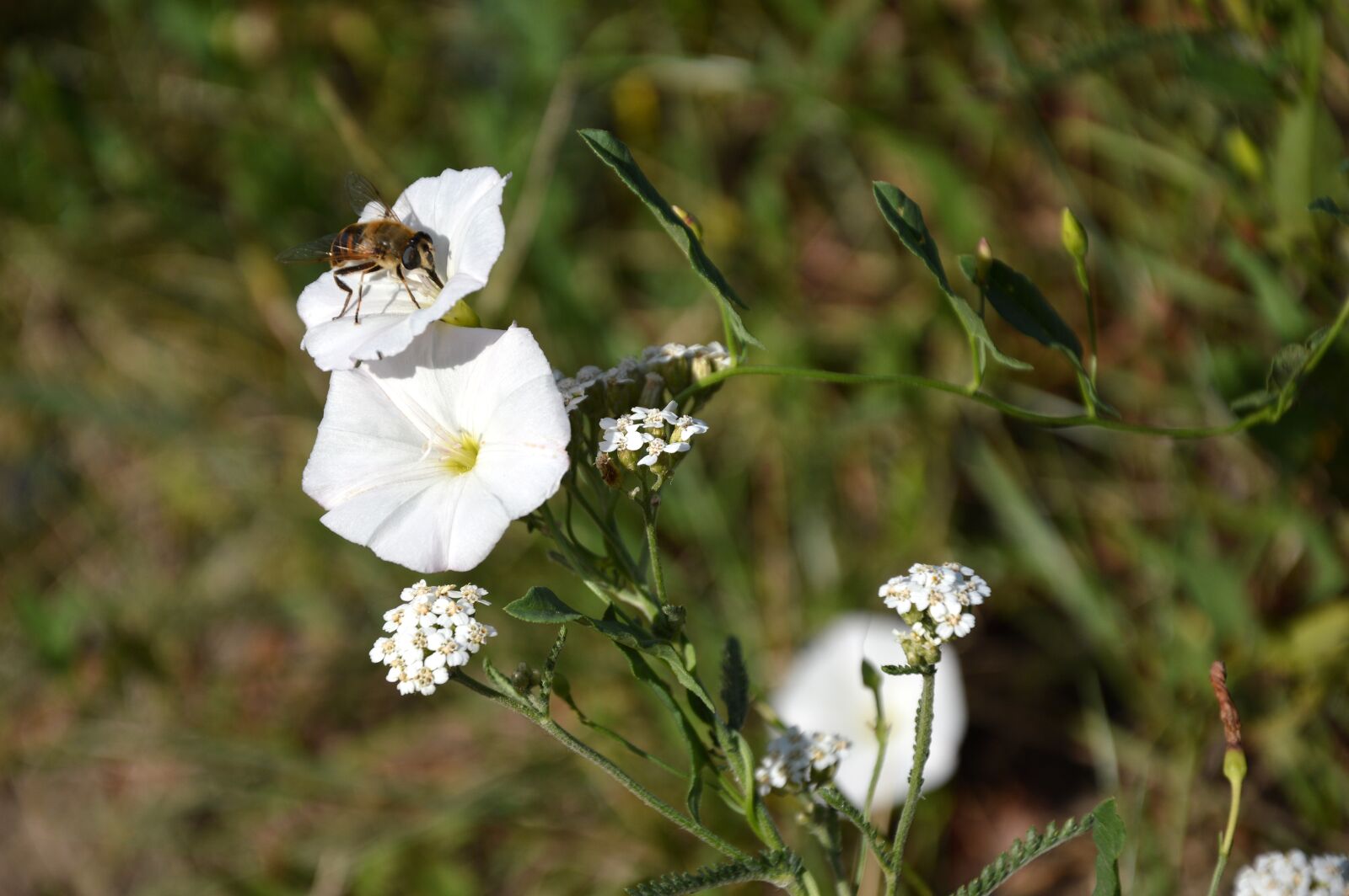 Nikon D3200 sample photo. Bindweed, insect, weed photography