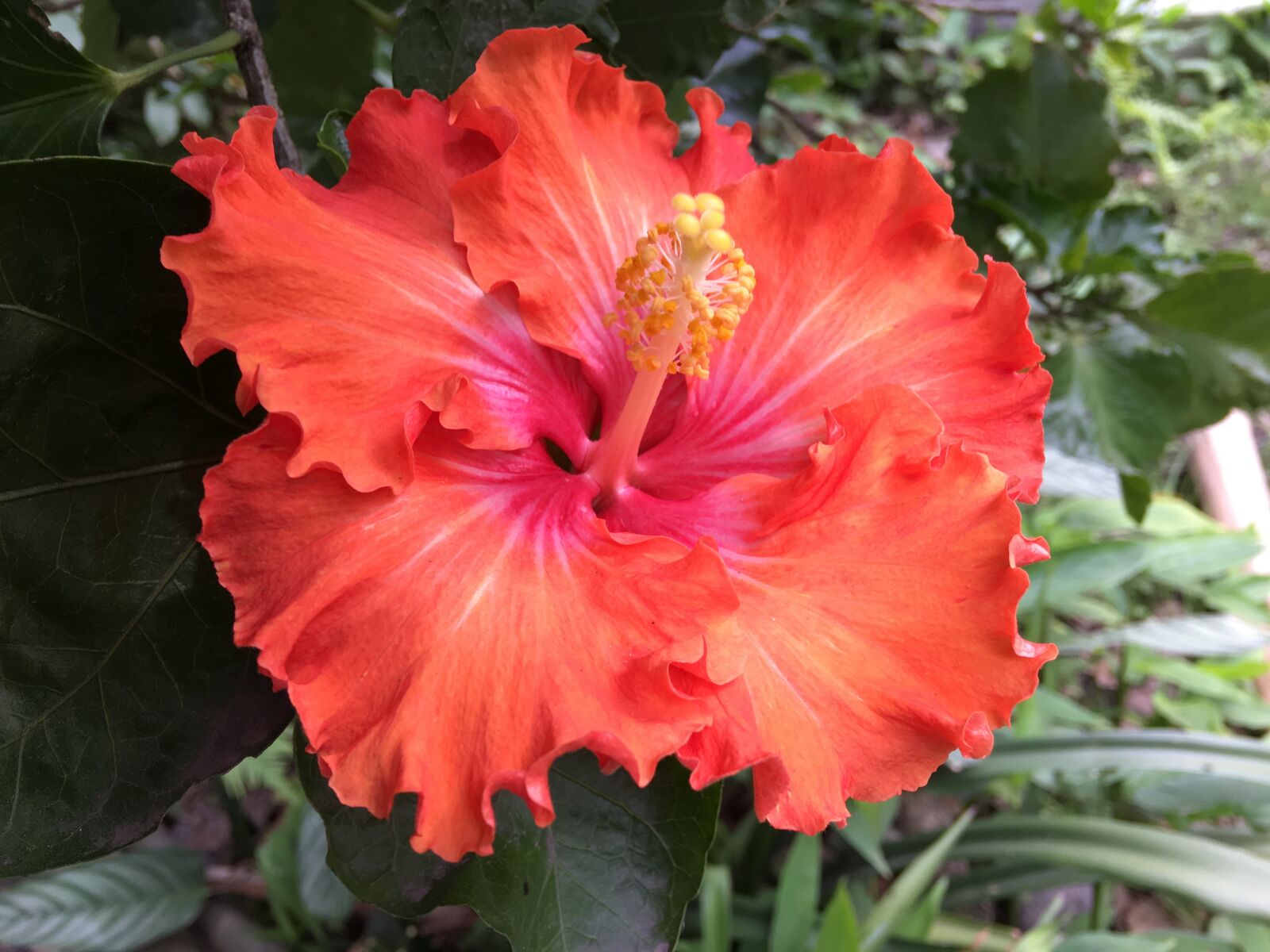 Apple iPhone 6s Plus sample photo. Hibiscus orange, flower, orange photography