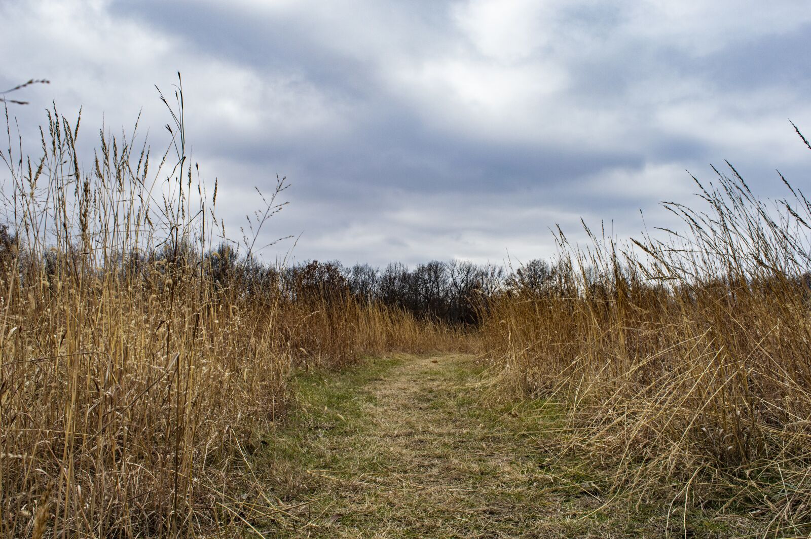 Nikon D3200 sample photo. Field, prairie, winter photography