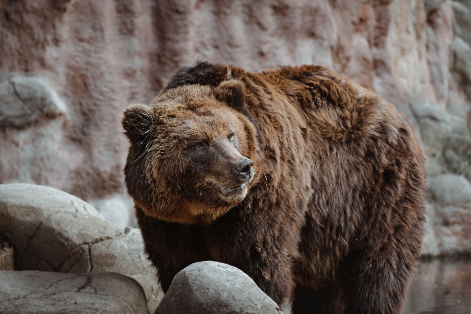 Nikon D5600 sample photo. Bear, animal, zoo photography