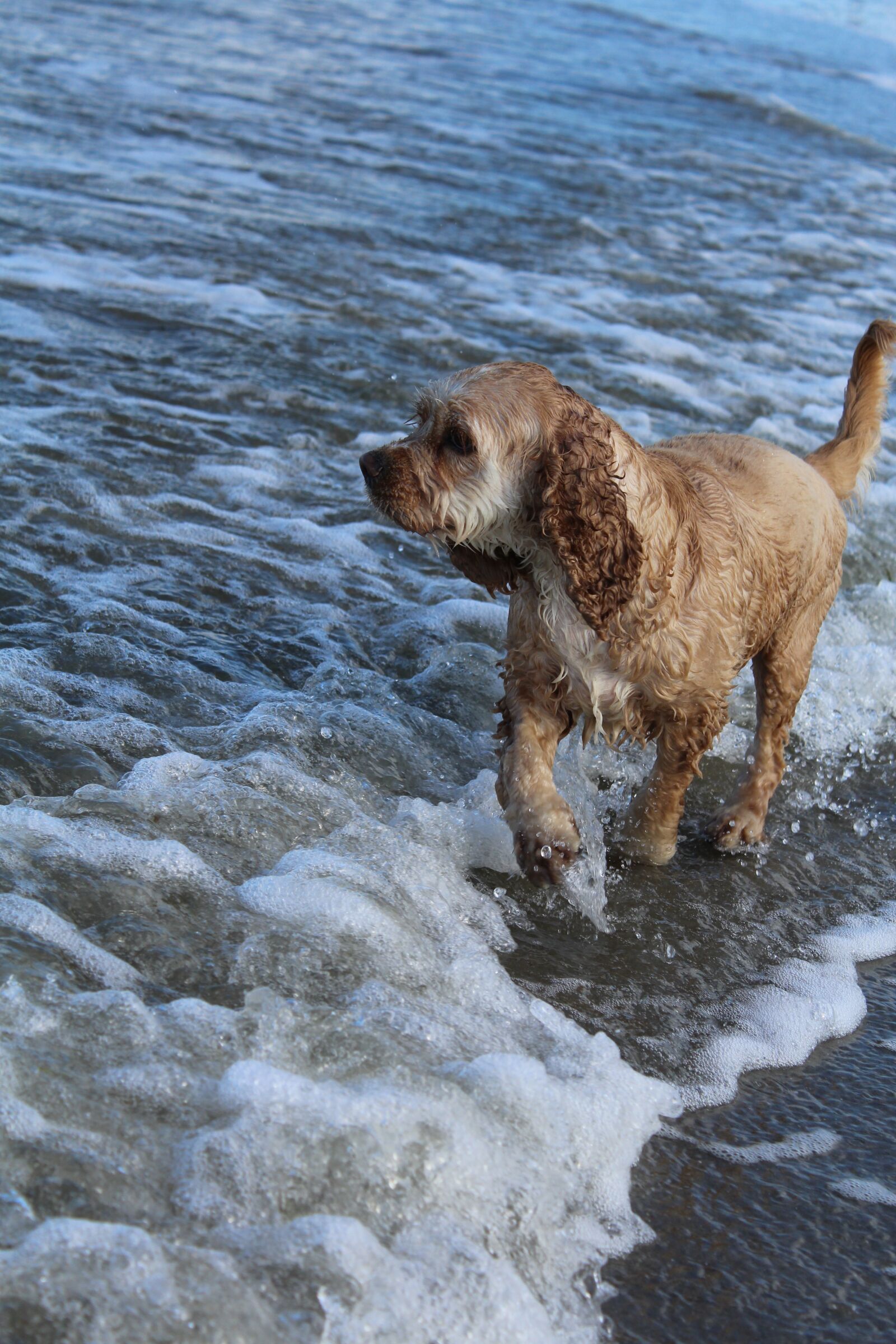 Canon EOS 1200D (EOS Rebel T5 / EOS Kiss X70 / EOS Hi) sample photo. Dog on beach, play photography
