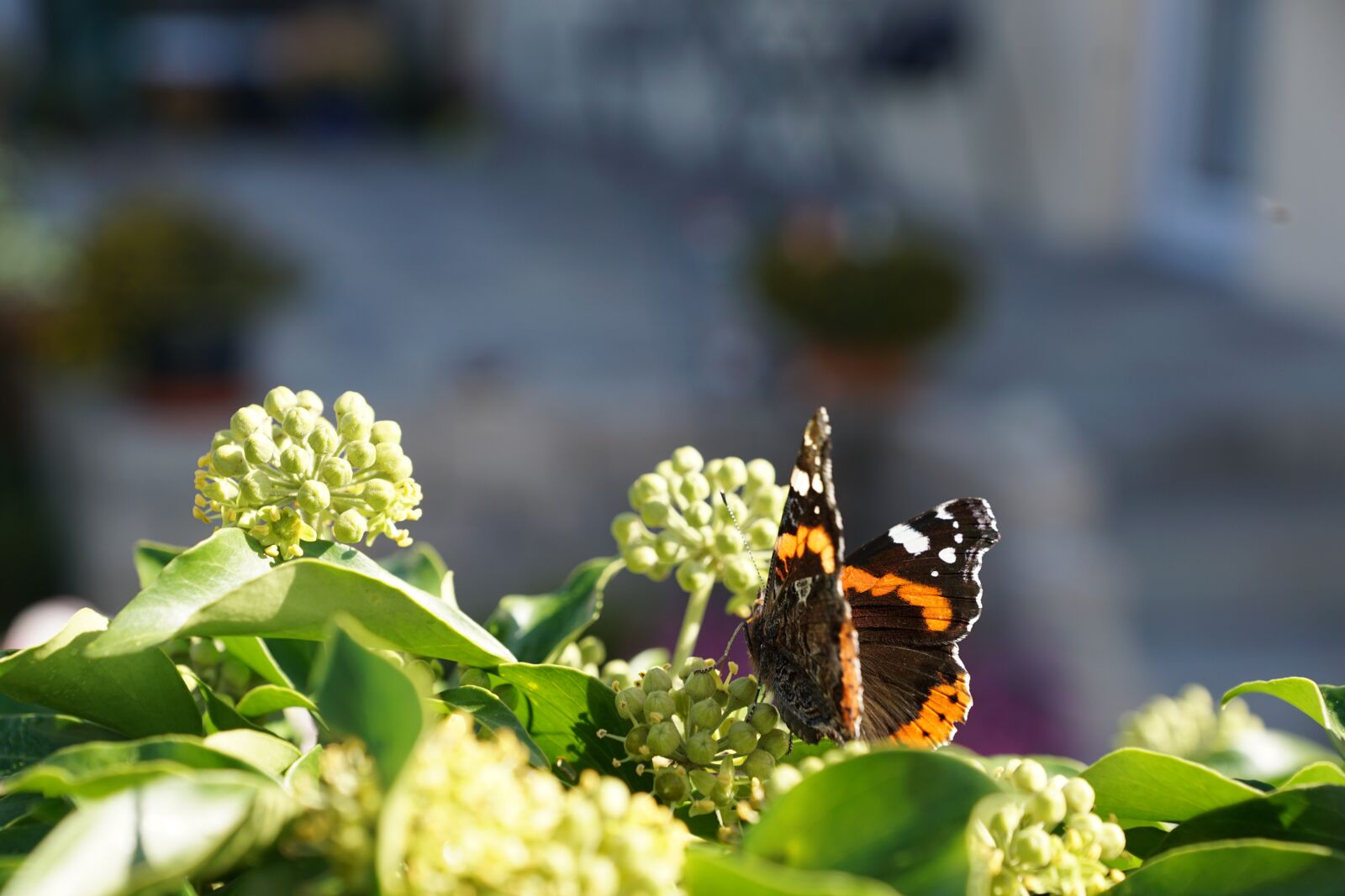 Sony DT 16-50mm F2.8 SSM sample photo. Butterfly, plant, insect photography