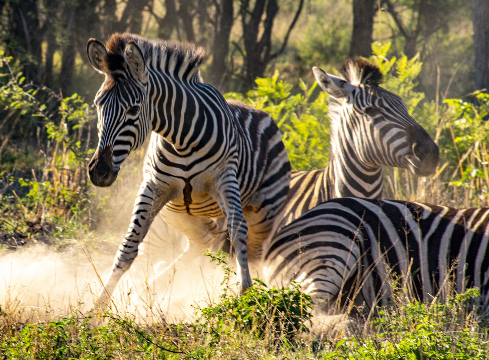 Nikon D7200 sample photo. Africa, wildlife, zebra photography