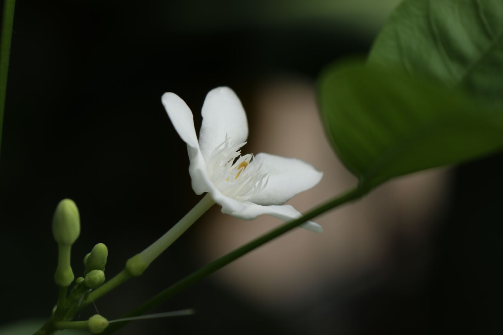 Canon EF-M 18-150mm F3.5-6.3 IS STM sample photo. White flower, blur, dark photography