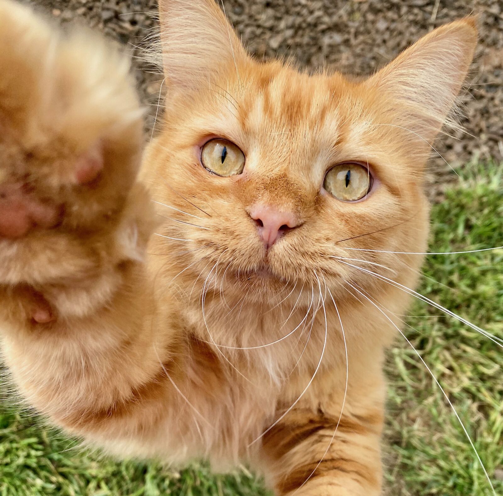 iPhone 11 Pro back triple camera 4.25mm f/1.8 sample photo. Cat, orange, touch photography