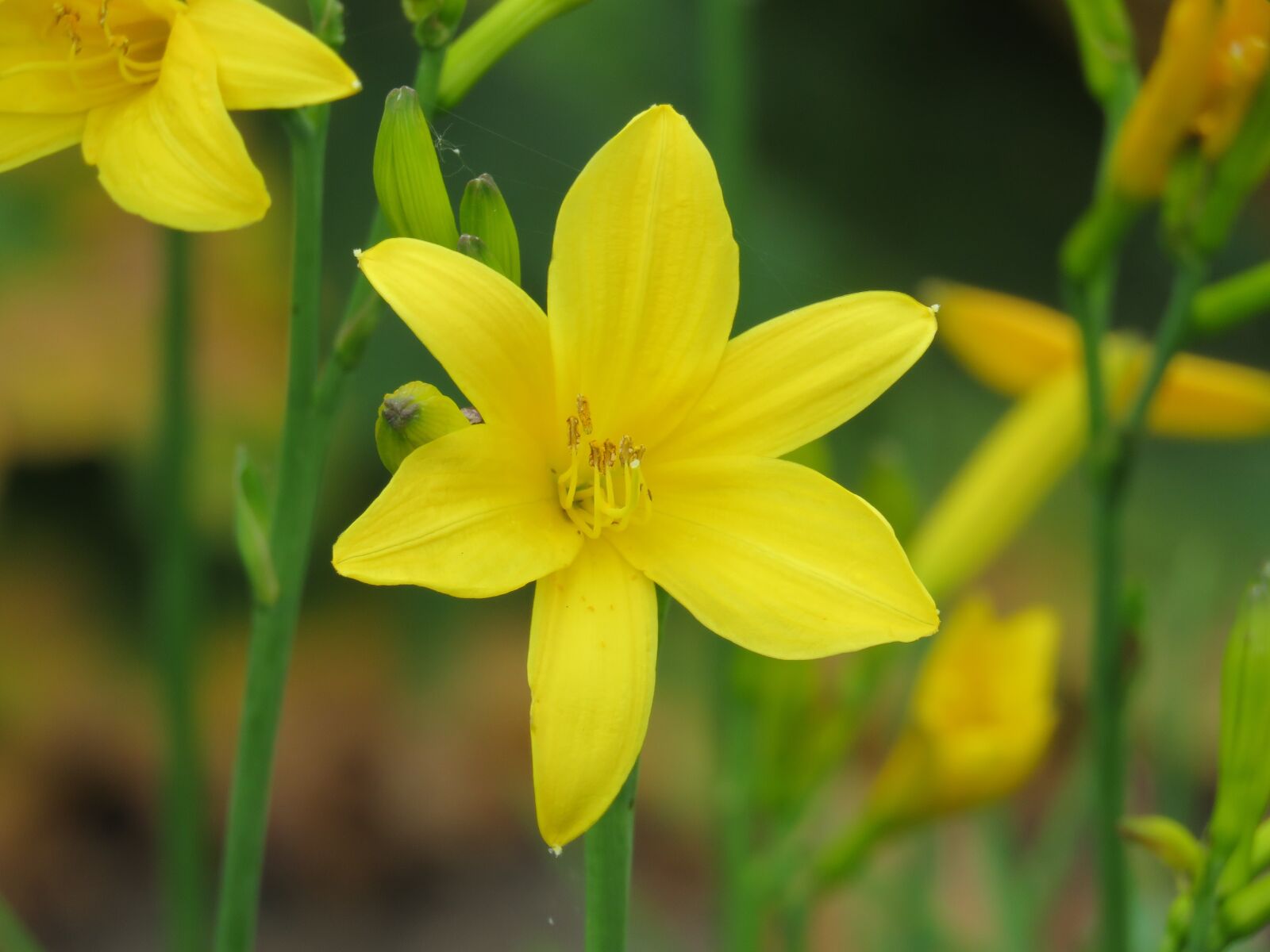 Canon PowerShot SX60 HS sample photo. Flower, close up, garden photography