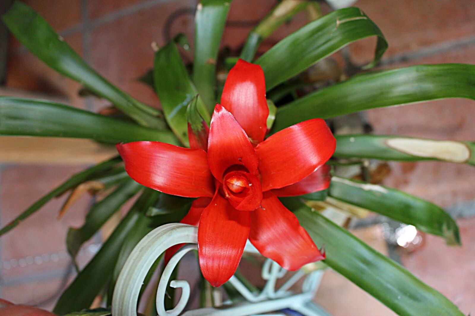Canon EOS 1200D (EOS Rebel T5 / EOS Kiss X70 / EOS Hi) sample photo. Botany, exotic, tropic photography