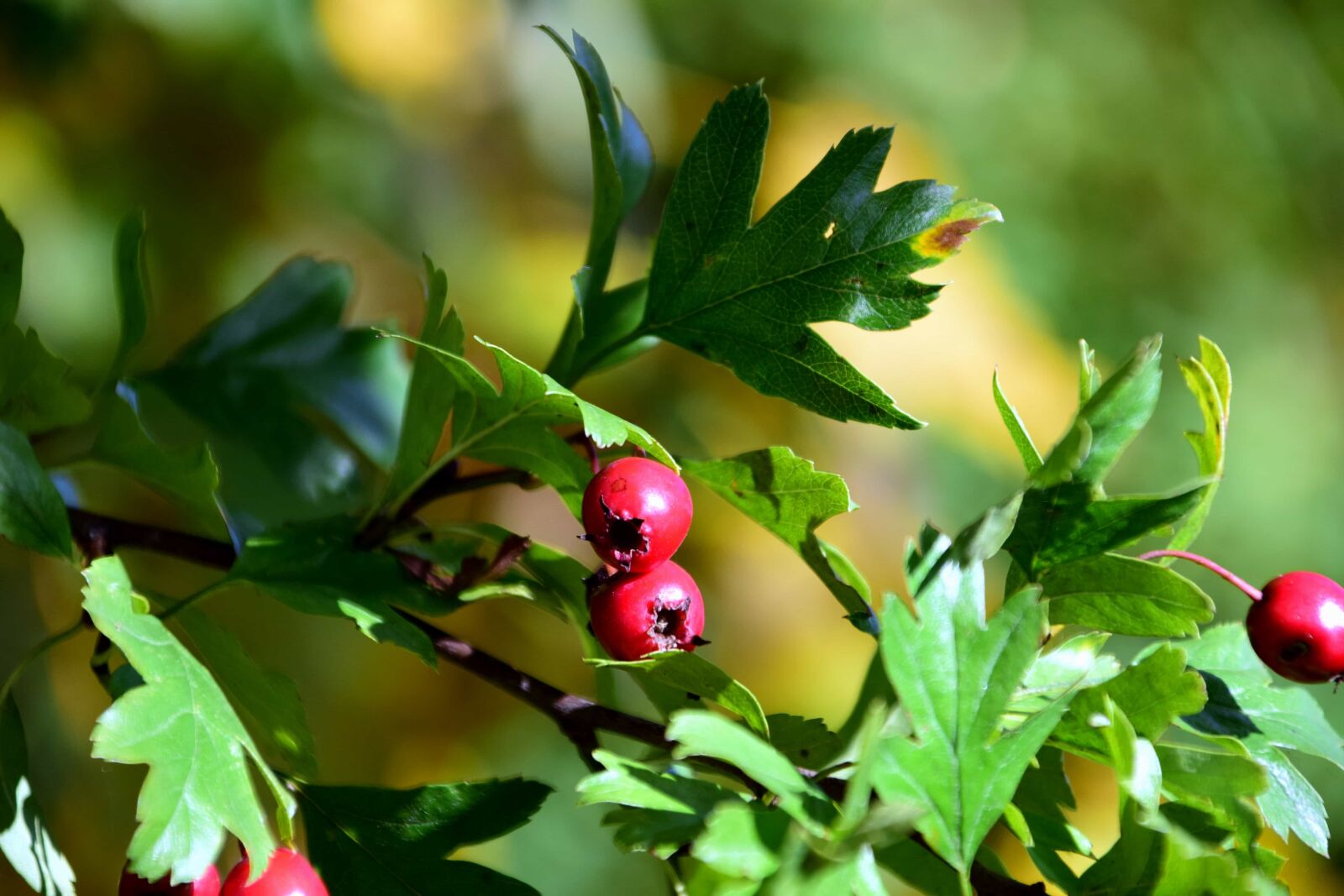 Nikon D3300 sample photo. Fruit, nature, garden, tree photography