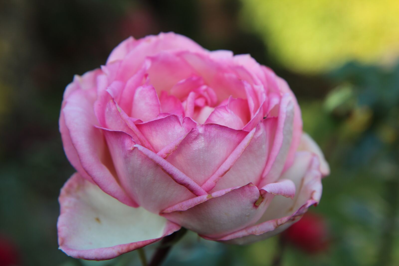 Canon EOS 600D (Rebel EOS T3i / EOS Kiss X5) sample photo. Pink blossomed, pink rose photography