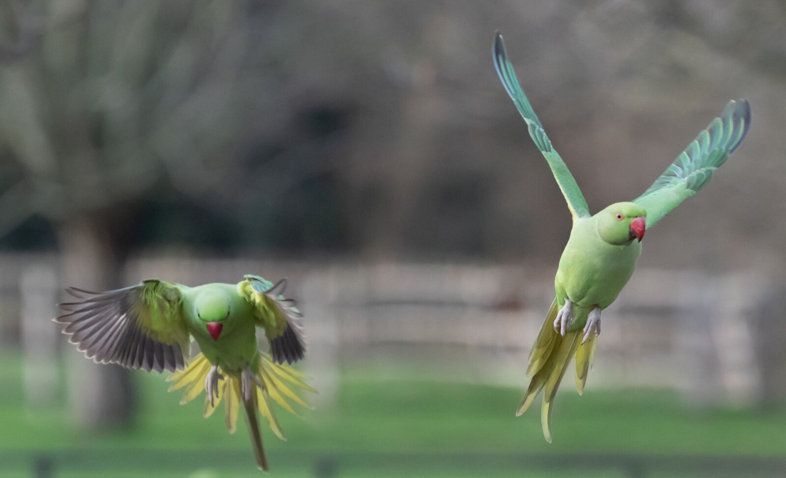 Canon EOS 7D Mark II + Canon EF 70-200mm F4L USM sample photo. Ring-necked parakeet in flight photography