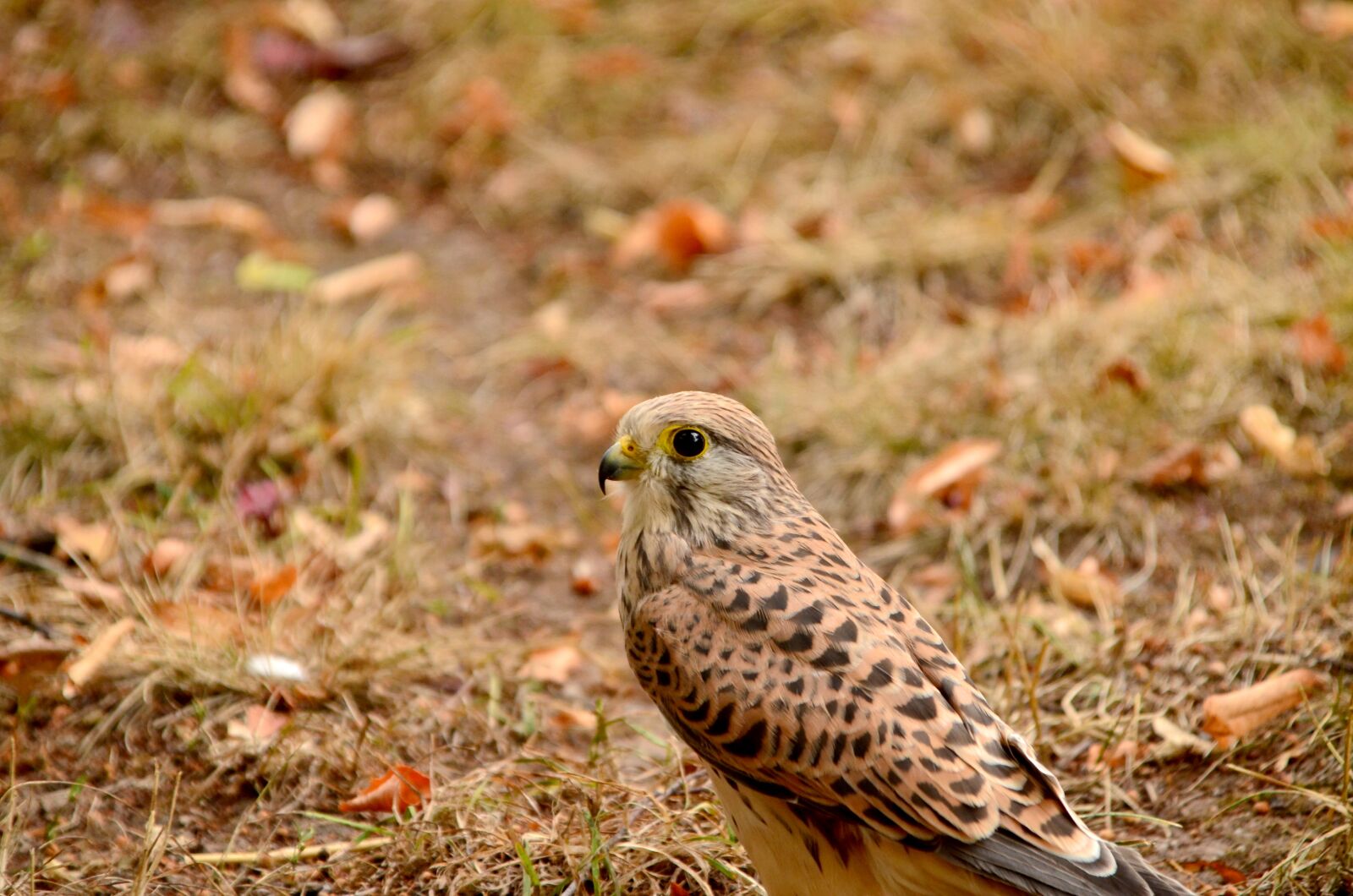 Nikon D5100 sample photo. Animal, avian, beak photography