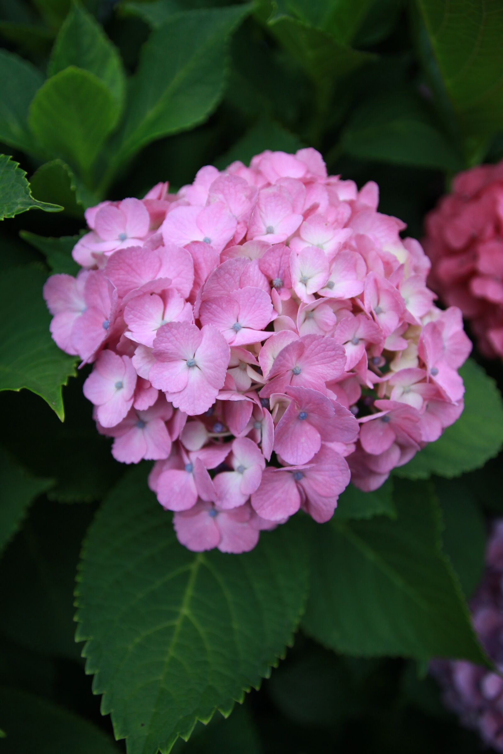 Canon EOS 7D sample photo. Hydrangea, plant, flowers photography