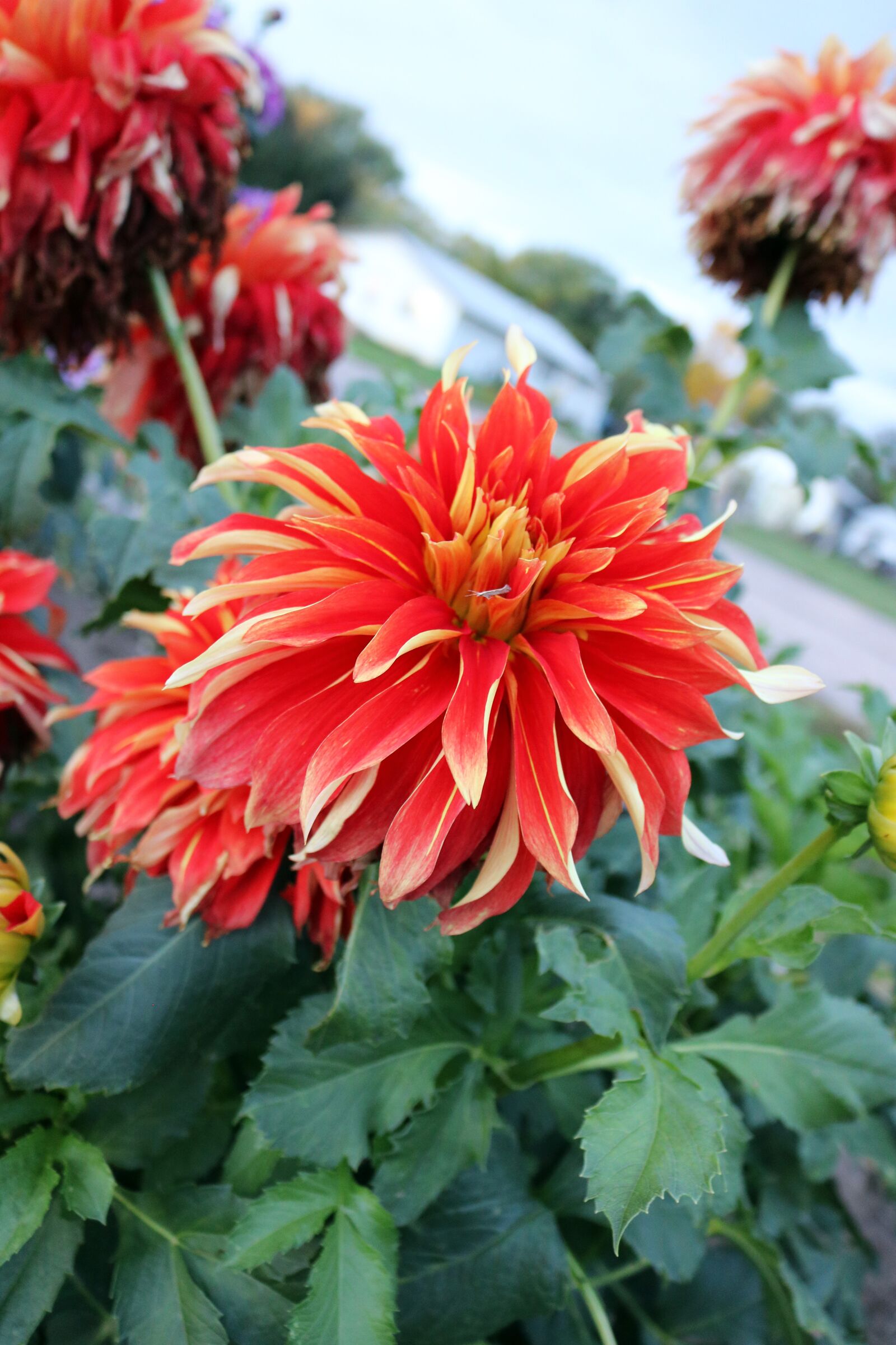 Canon EOS 750D (EOS Rebel T6i / EOS Kiss X8i) sample photo. Red, orange flower, flower photography