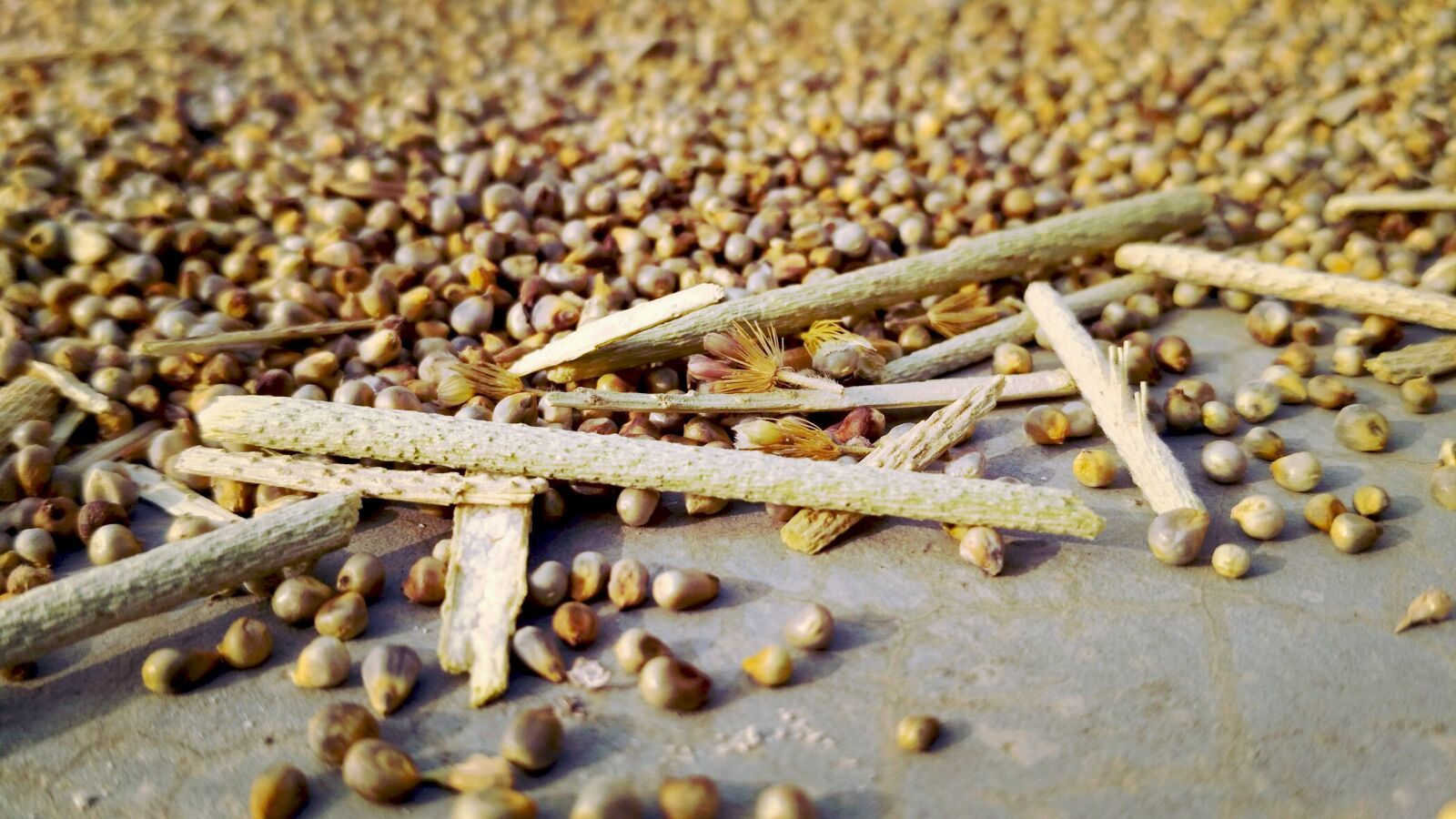 Xiaomi Redmi 3S sample photo. Close, up, of, firewood photography