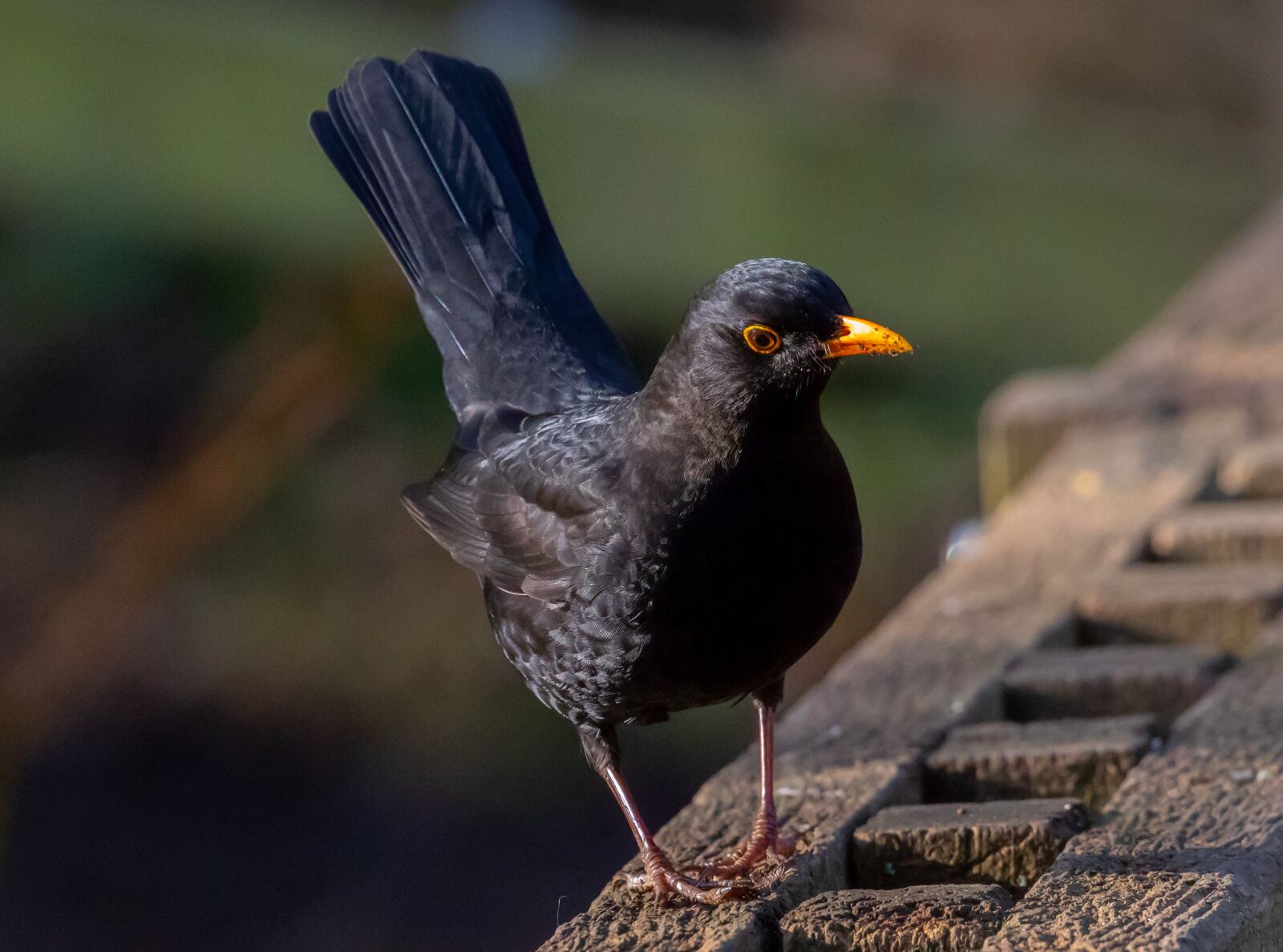 Canon EOS 7D Mark II sample photo. Male uk blackbird, male photography