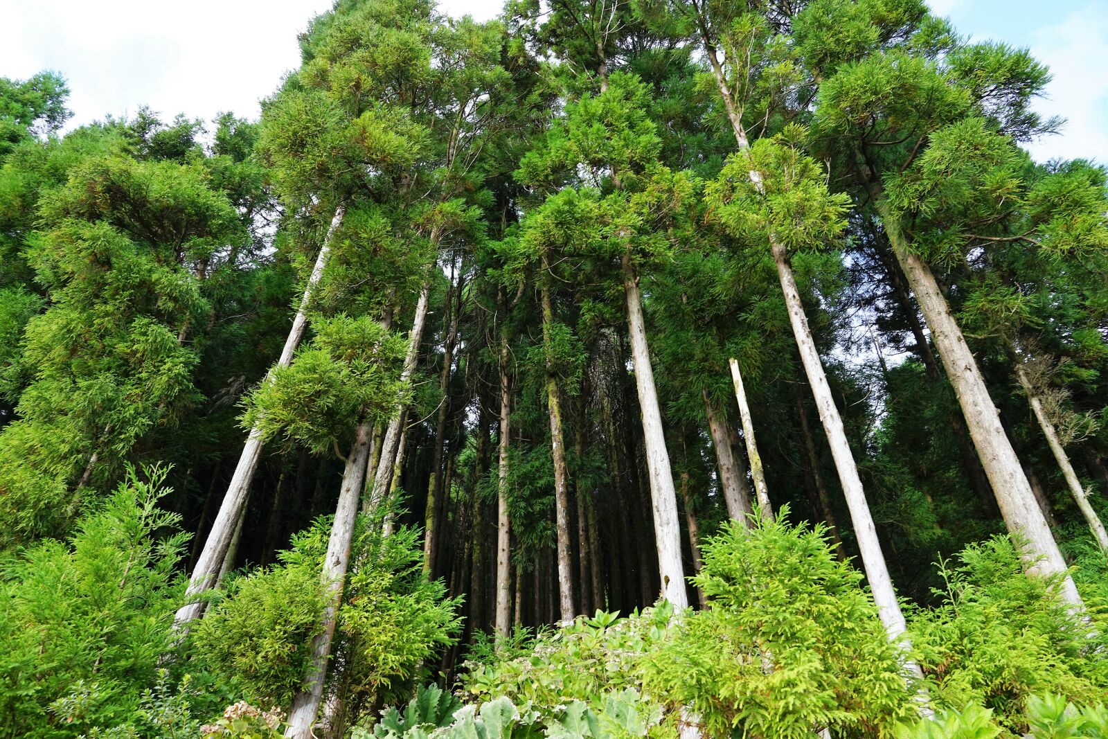 Sony ILCA-77M2 + Sony DT 16-50mm F2.8 SSM sample photo. Forest, green, azores photography