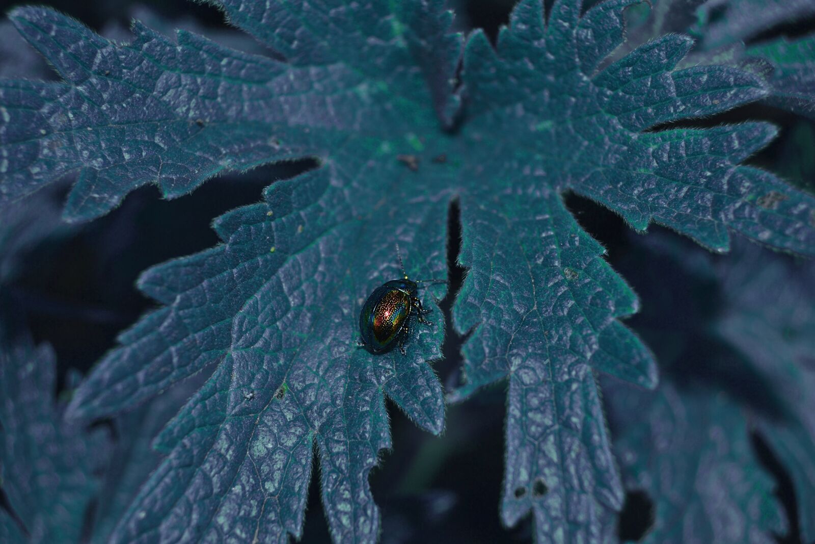 Nikon D3100 sample photo. Beetle, blue, insect photography