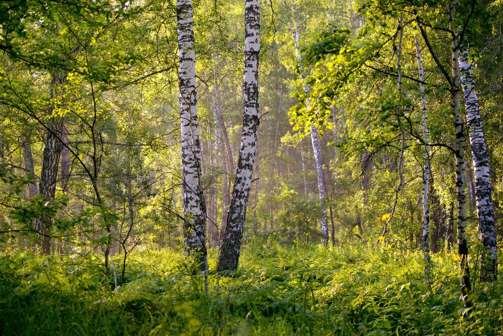 Sony Alpha DSLR-A850 sample photo. Summer, landscape, background photography