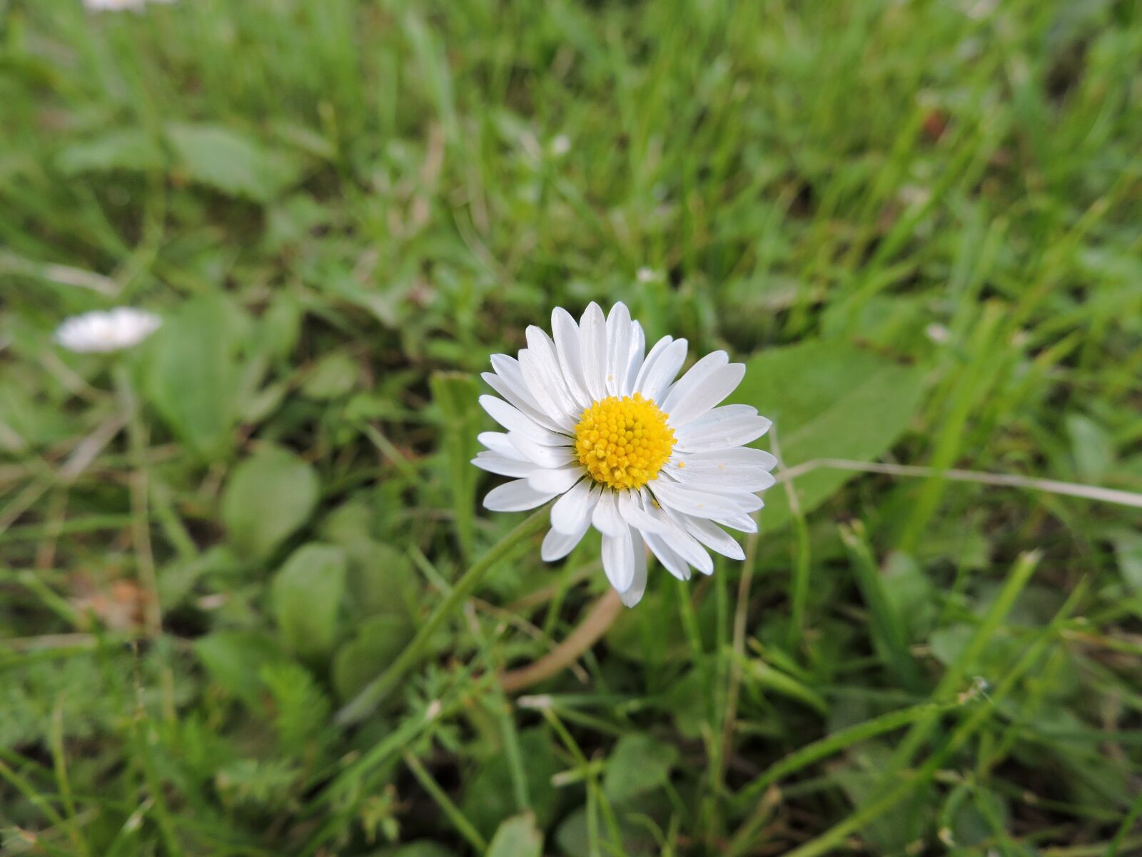 Nikon Coolpix P530 sample photo. Daisy, nature, flower photography