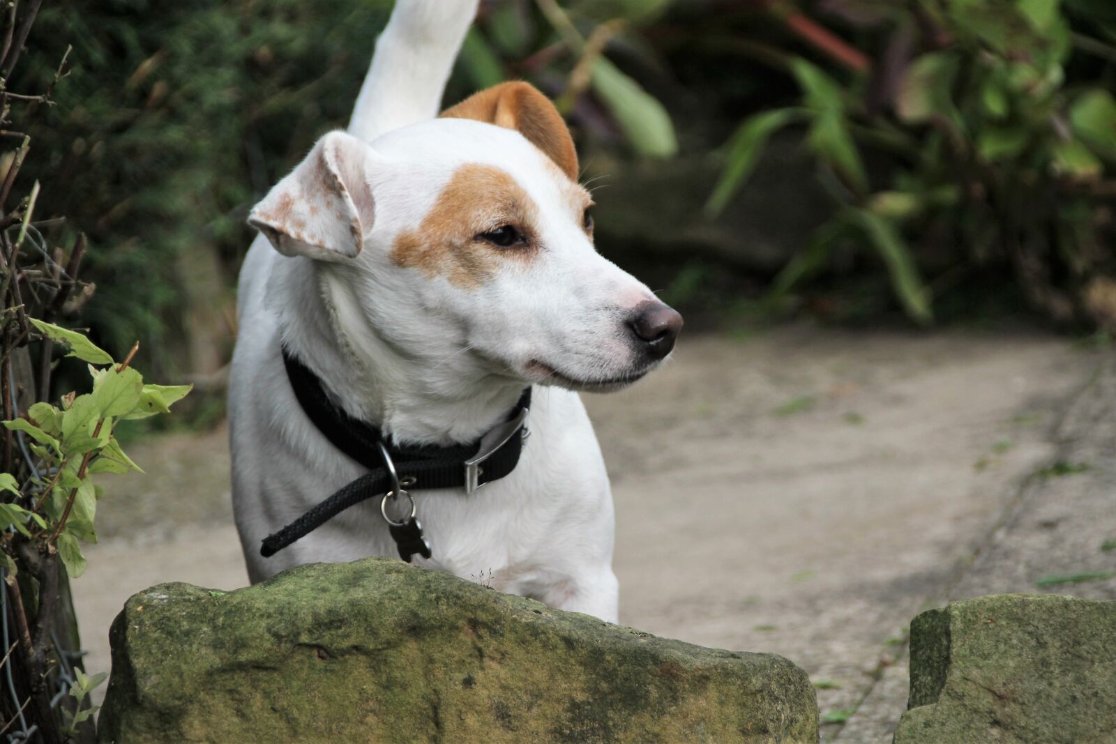 Canon EOS 100D (EOS Rebel SL1 / EOS Kiss X7) sample photo. Jack russel, terrier, dog photography