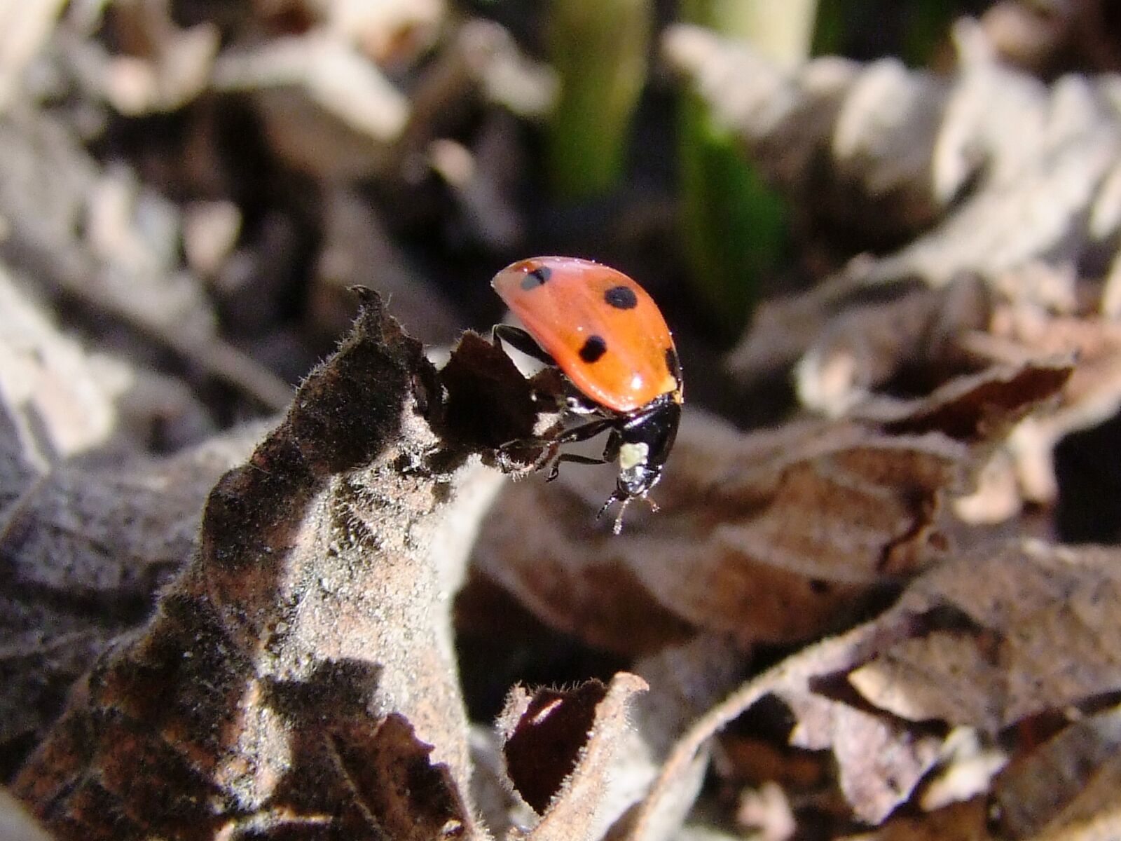 Fujifilm FinePix S100fs sample photo. Ladybug, beetle, polka dots photography