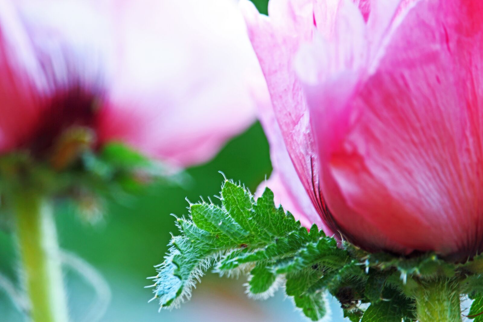 Canon EF-S 55-250mm F4-5.6 IS STM sample photo. Poppy, pink poppy, pink photography