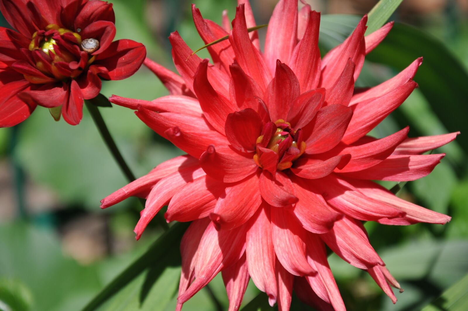 Nikon D90 sample photo. Dahlia, red flower, red photography