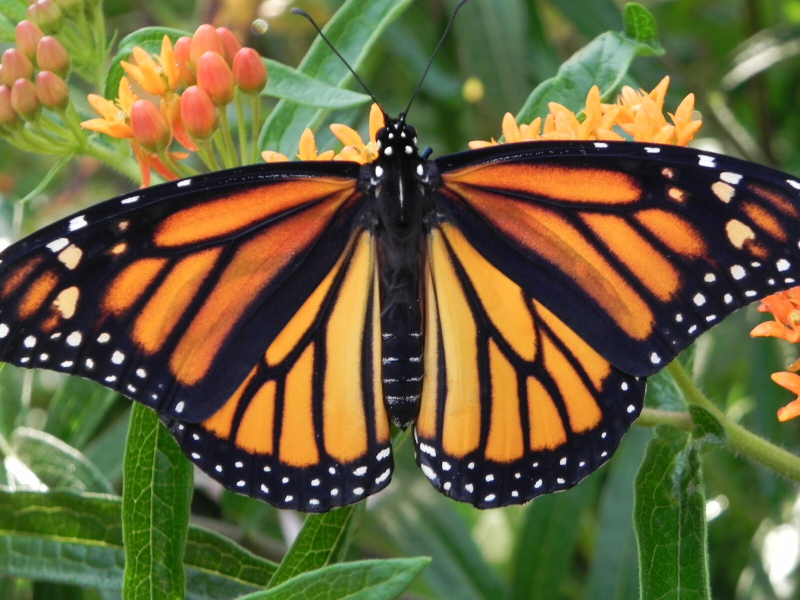 Nikon Coolpix P100 sample photo. Monarch butterfly, orange flower photography