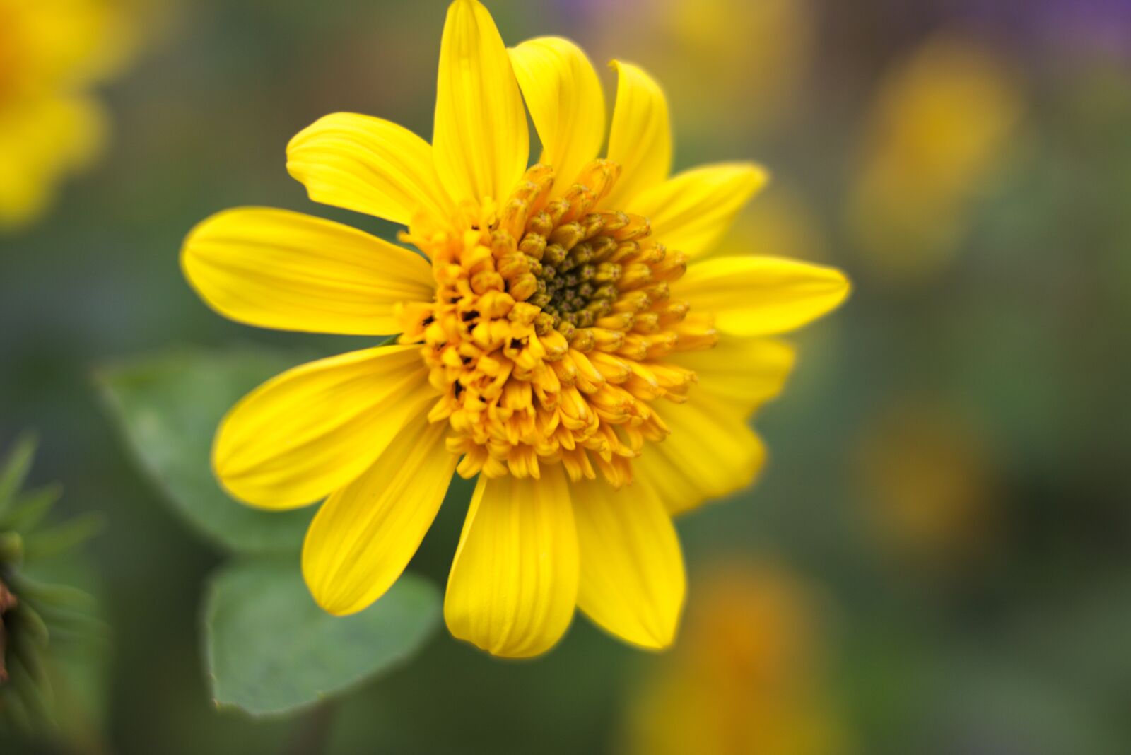 Canon EOS 750D (EOS Rebel T6i / EOS Kiss X8i) sample photo. Flower, plant, nature photography